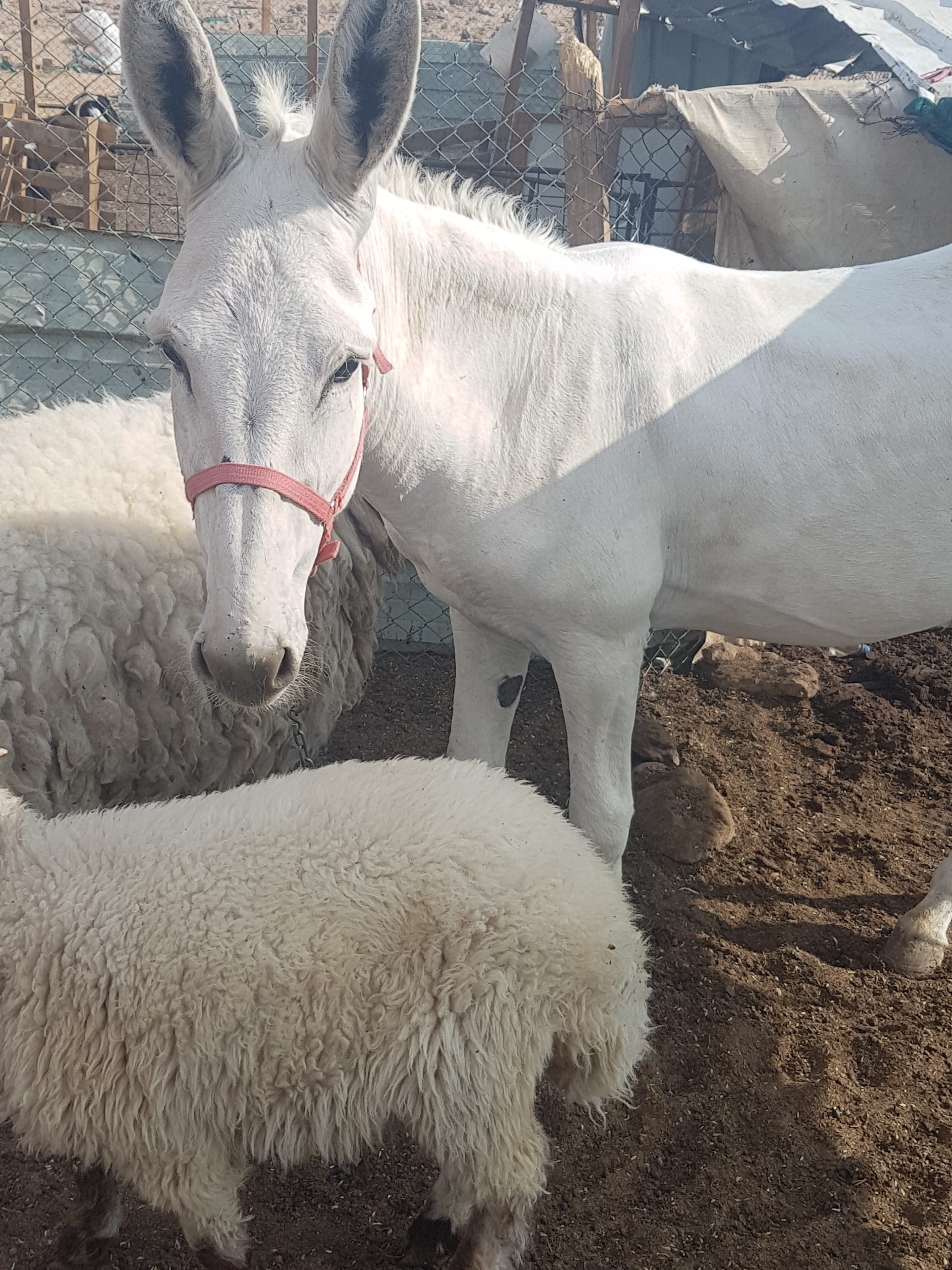 حمار حساوي
لا تنسَ أنك شاهدت هذا الإعلان في عنكبوت
حمار حساوي لغنم هدي ومعسوف ومايقول شي لمرا...