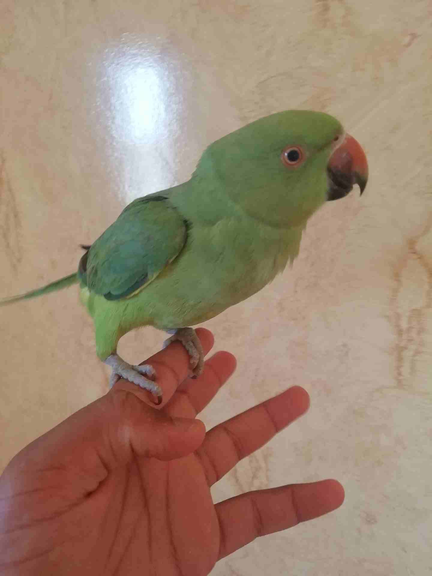 للبيع ببغاء دره
لا تنسَ أنك شاهدت هذا الإعلان في عنكبوت
للبيع ببغاء دره
الولافه نص ولافه فيه خوف...