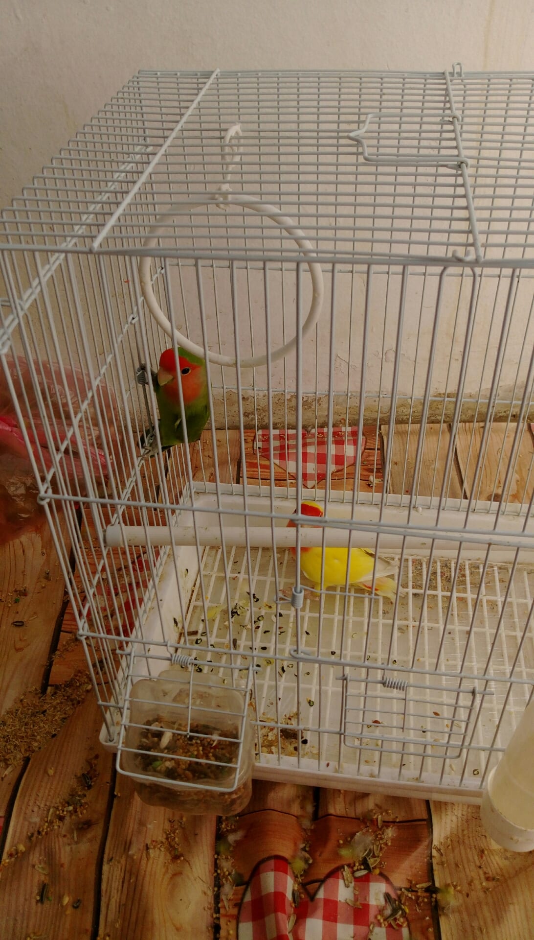 want to sell rose parrots
لا تنسَ أنك شاهدت هذا الإعلان في عنكبوت
ready to breed...