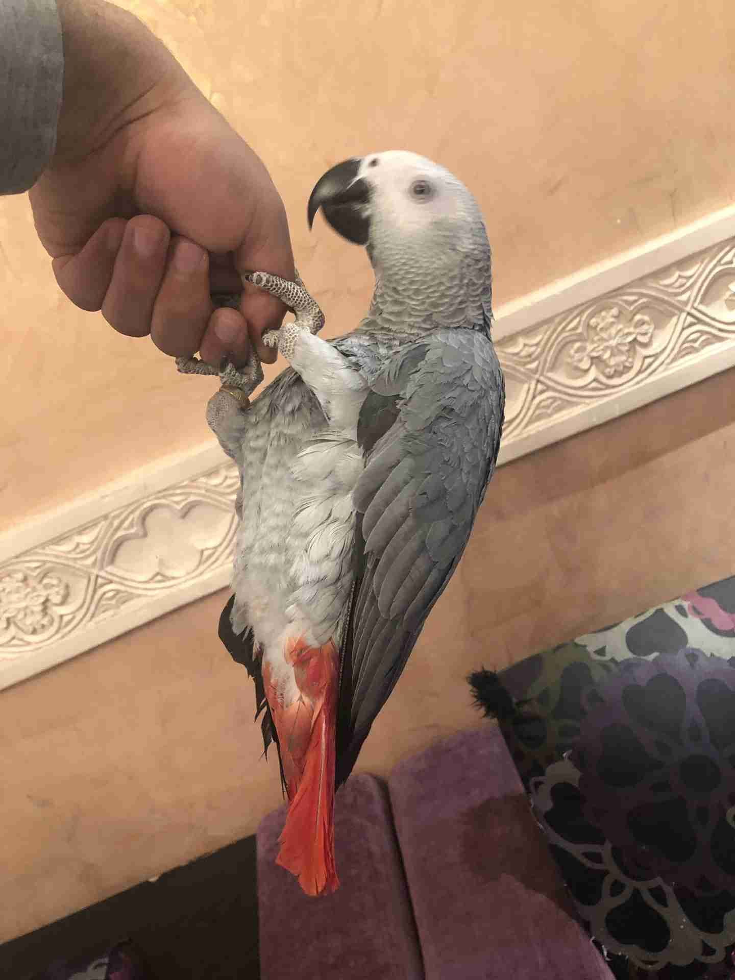 ببغاء كاسكو اليف جدا ومتكلم (هدد)
لا تنسَ أنك شاهدت هذا الإعلان في عنكبوت
ببغاء كاسكو للبيع...