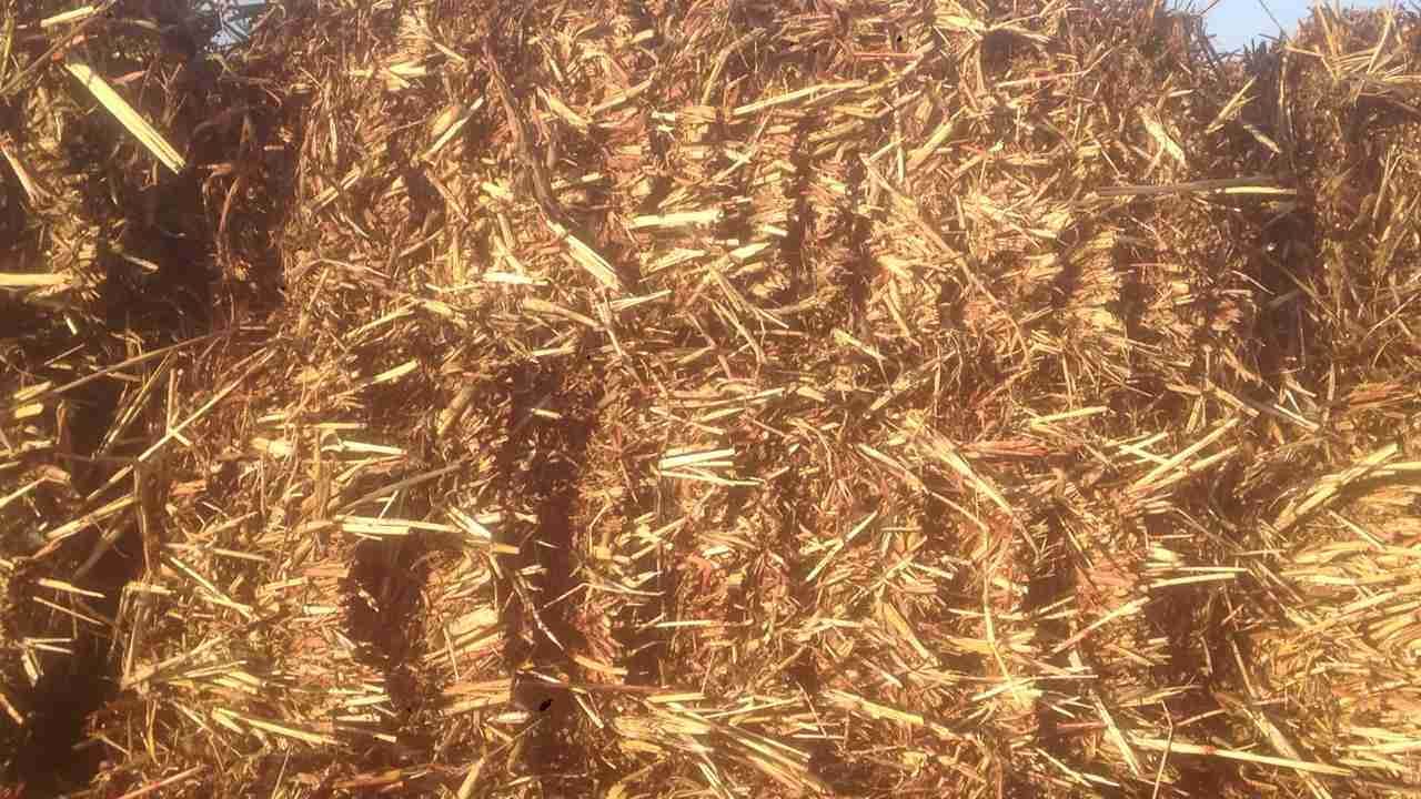 اعلاف ذرة جيزاني
لا تنسَ أنك شاهدت هذا الإعلان في عنكبوت
اعلاف ذرة جيزانية اطيب نوع اكثر من م...