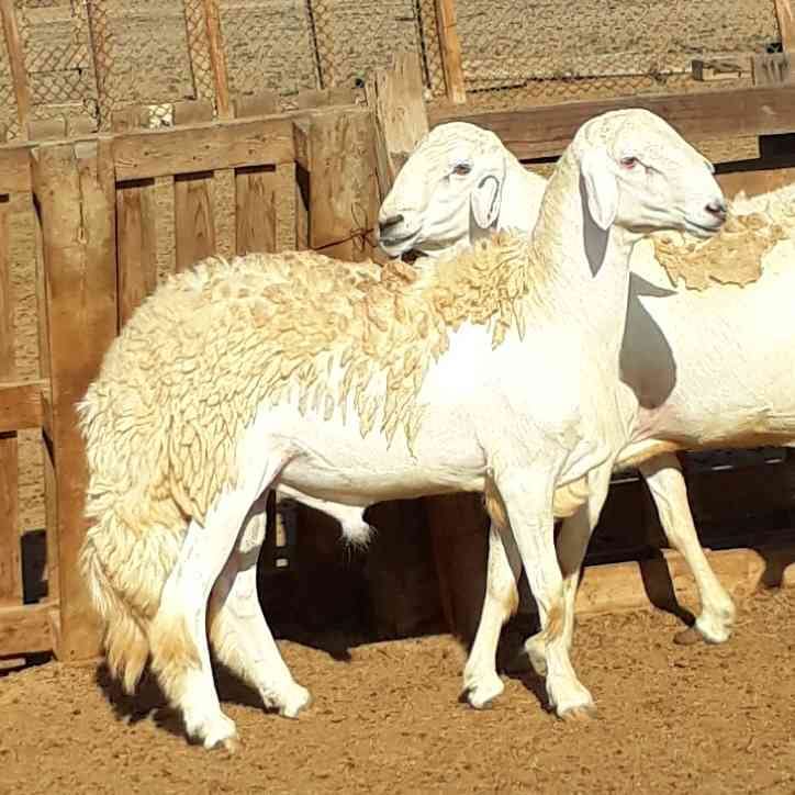فحل حري ابرص صنف مشروط
لا تنسَ أنك شاهدت هذا الإعلان في عنكبوت
العمر ثني
راس ورقبه وصوفه وقام...
