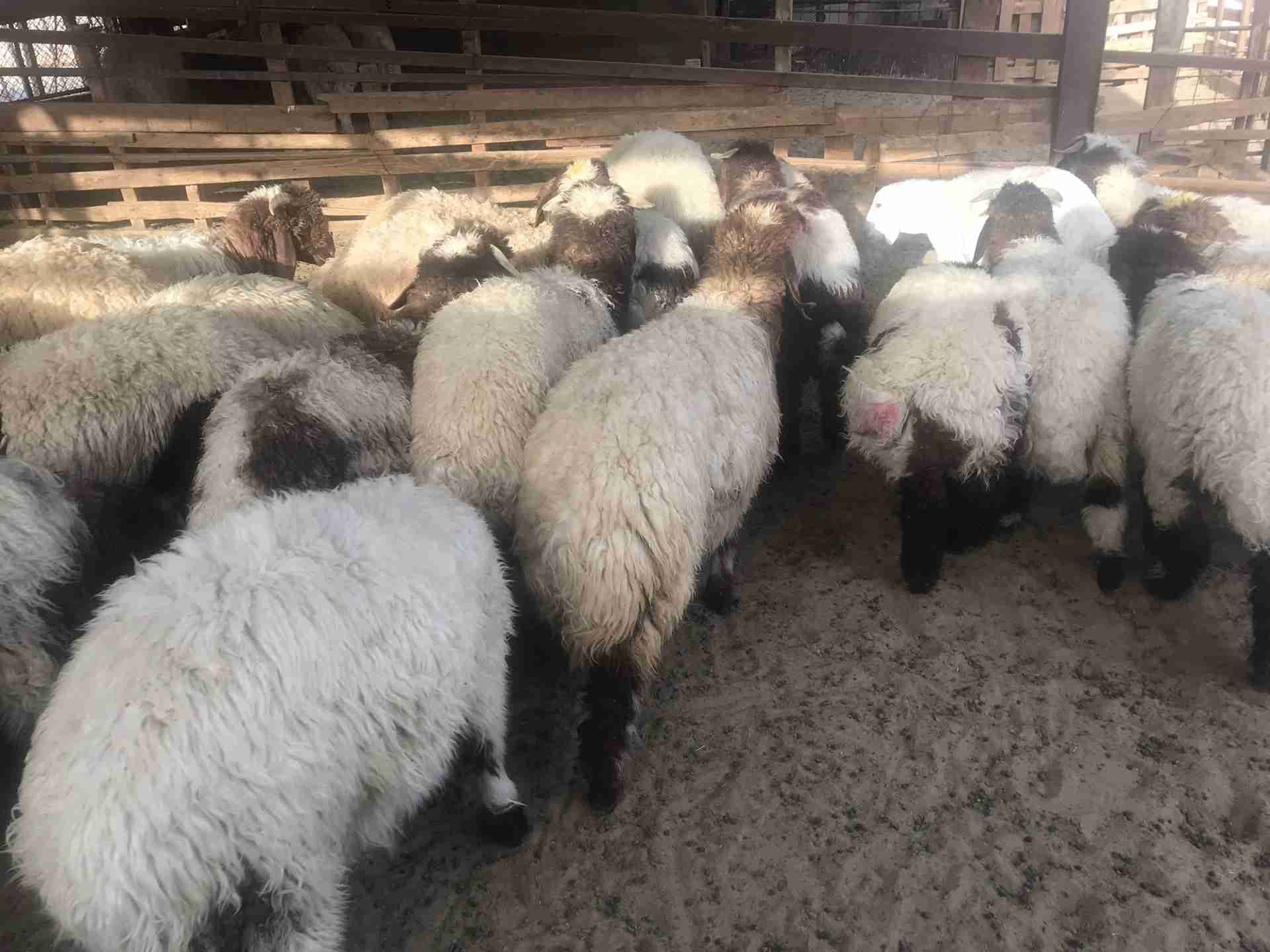ذبائح للثلاجات والمناسبات مع خدمة التوصيل (الخبر- الدمام)
لا تنسَ أنك شاهدت هذا الإعلان في عنكبوت...
