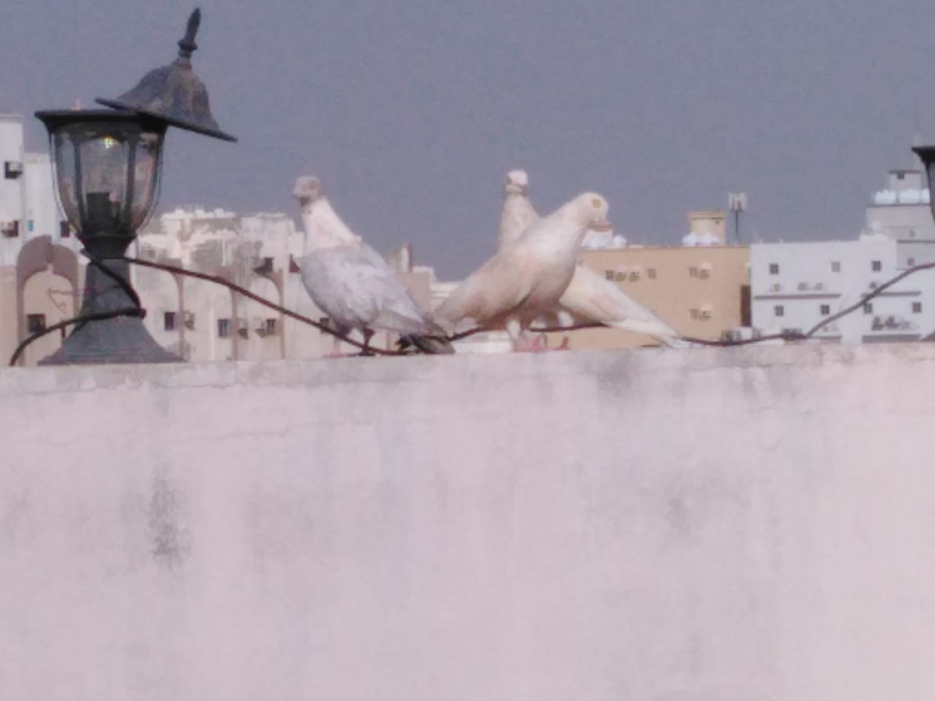 حمام ريحاني
لا تنسَ أنك شاهدت هذا الإعلان في عنكبوت
حمام ريحاني ذكر وانثي وولدهم وذكر وانثي م...