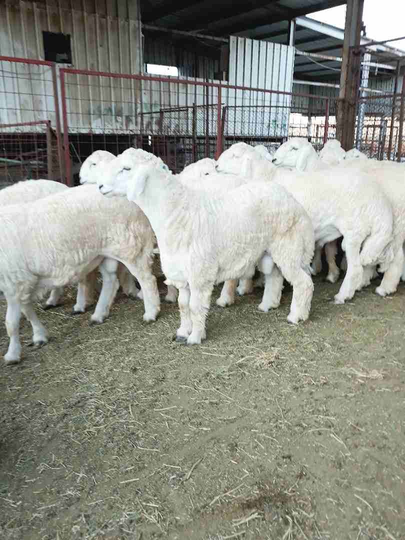 طليان حريه ذبايح جبره ووسط(ثلاجه ضيوف)
لا تنسَ أنك شاهدت هذا الإعلان في عنكبوت
بسم الله الرحمن ال...