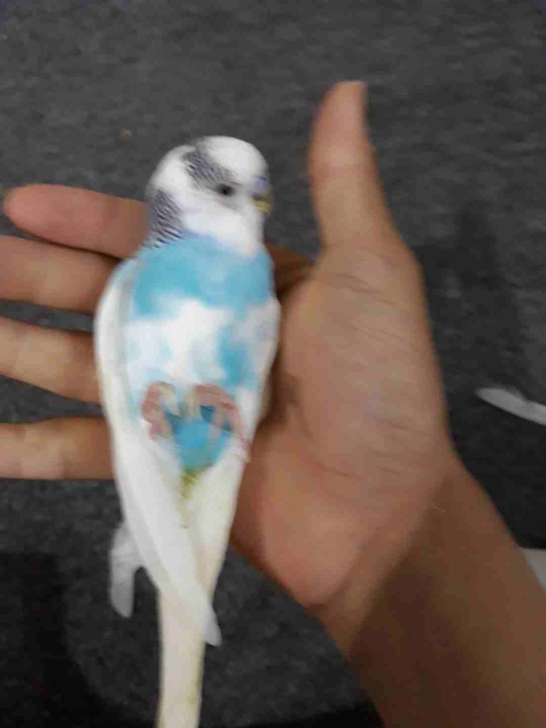 ببغاء للبيع ب الاغراض
لا تنسَ أنك شاهدت هذا الإعلان في عنكبوت
ببغاء النوع بادجي ذكر عمره تقريبا ف...