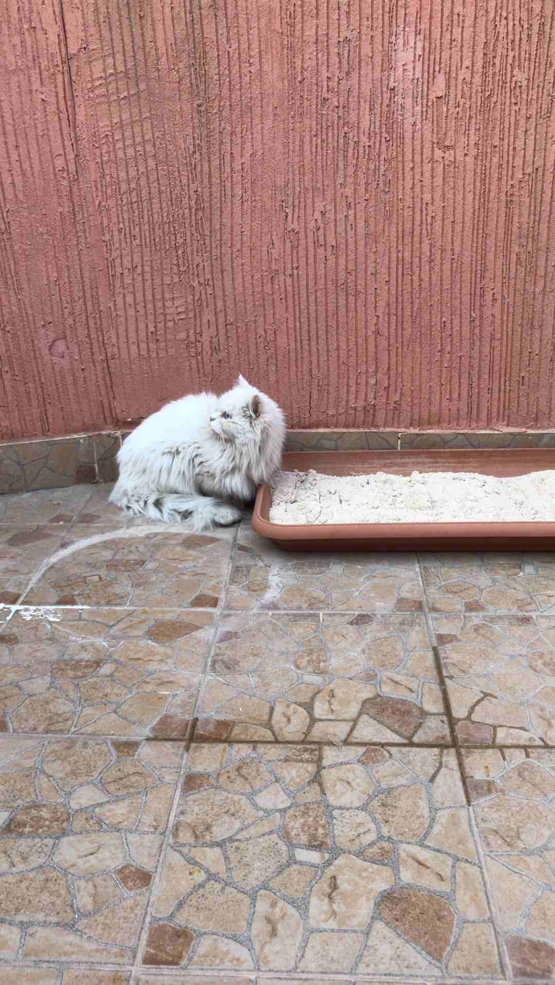 الملز شارع جرير
لا تنسَ أنك شاهدت هذا الإعلان في عنكبوت
عندي قطه شيرازي...لطيفه جدا ولعوبه ومتعود...