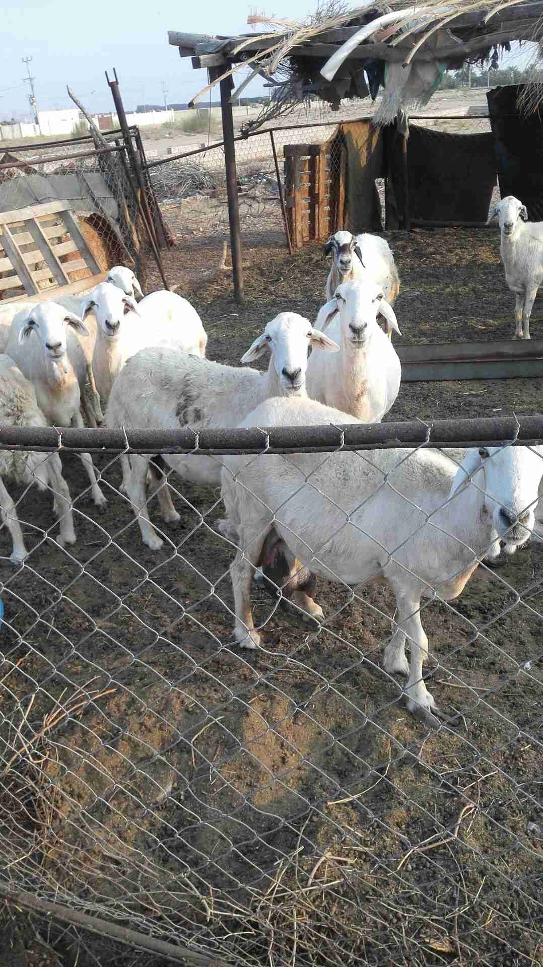 على السوم في القنفذة.. القوز
لا تنسَ أنك شاهدت هذا الإعلان في عنكبوت
يوجد ضان عدد 10 وتحتها 5...