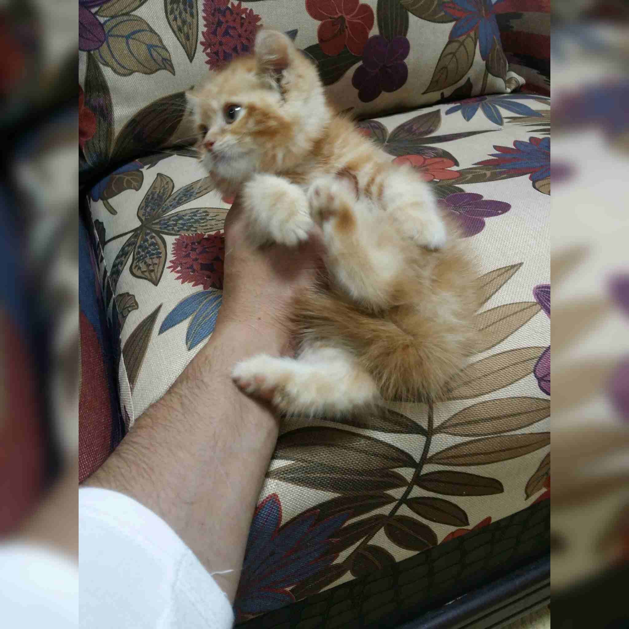 كيتت مشمشي
لا تنسَ أنك شاهدت هذا الإعلان في عنكبوت
كيتن شيرازي امريكي
العمر 50 يوم
ذكر لعوب جدا...