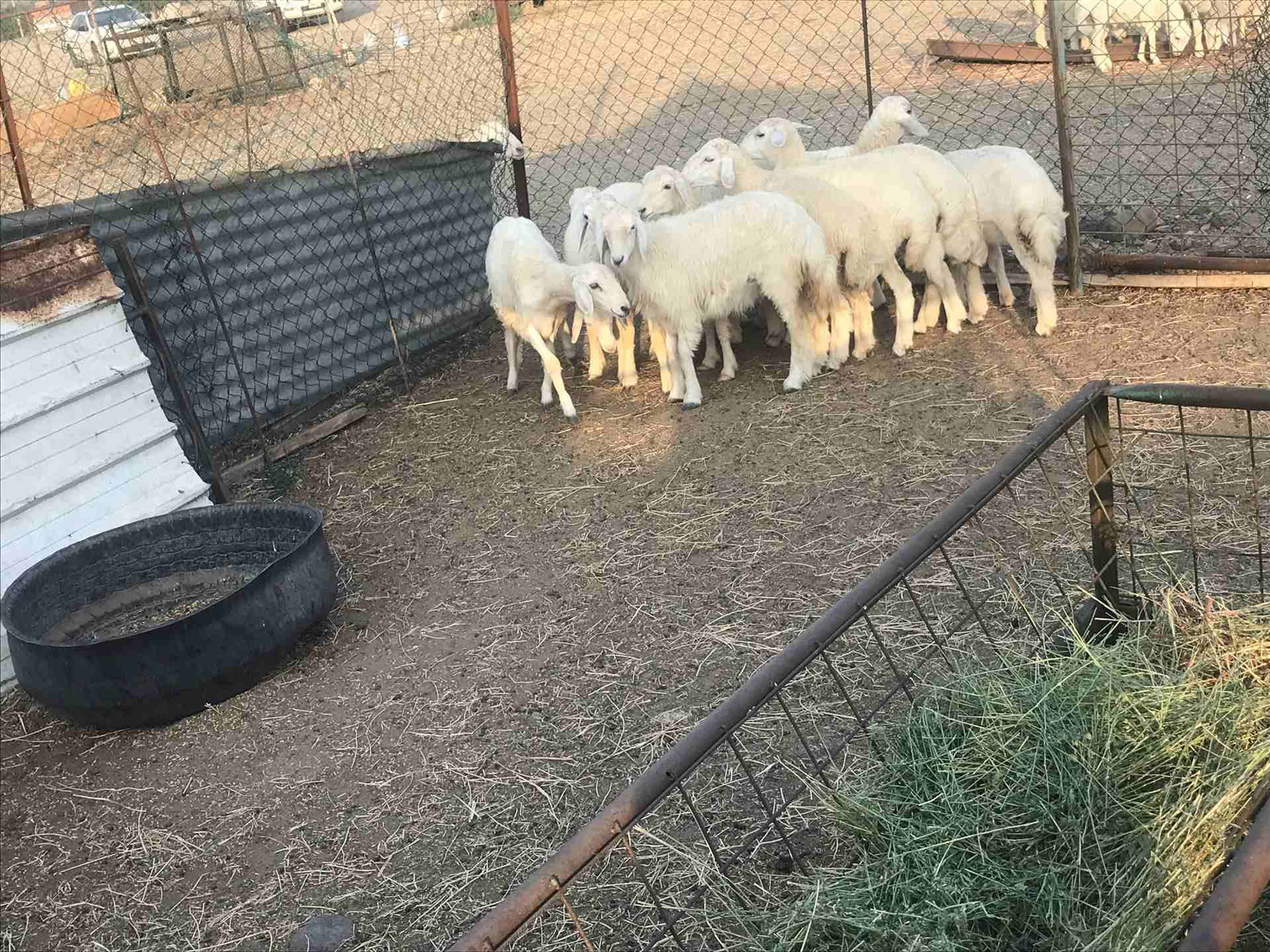 للبيع رخال ذبائح شي طيب
لا تنسَ أنك شاهدت هذا الإعلان في عنكبوت
السلام عليكم ورحمه الله وبركاته...
