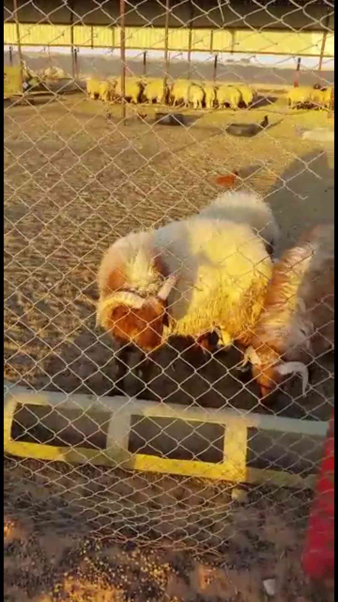 طليان نعيم للبيع
لا تنسَ أنك شاهدت هذا الإعلان في عنكبوت
طليان توها جذعان من إنتاج المزرعه ال...
