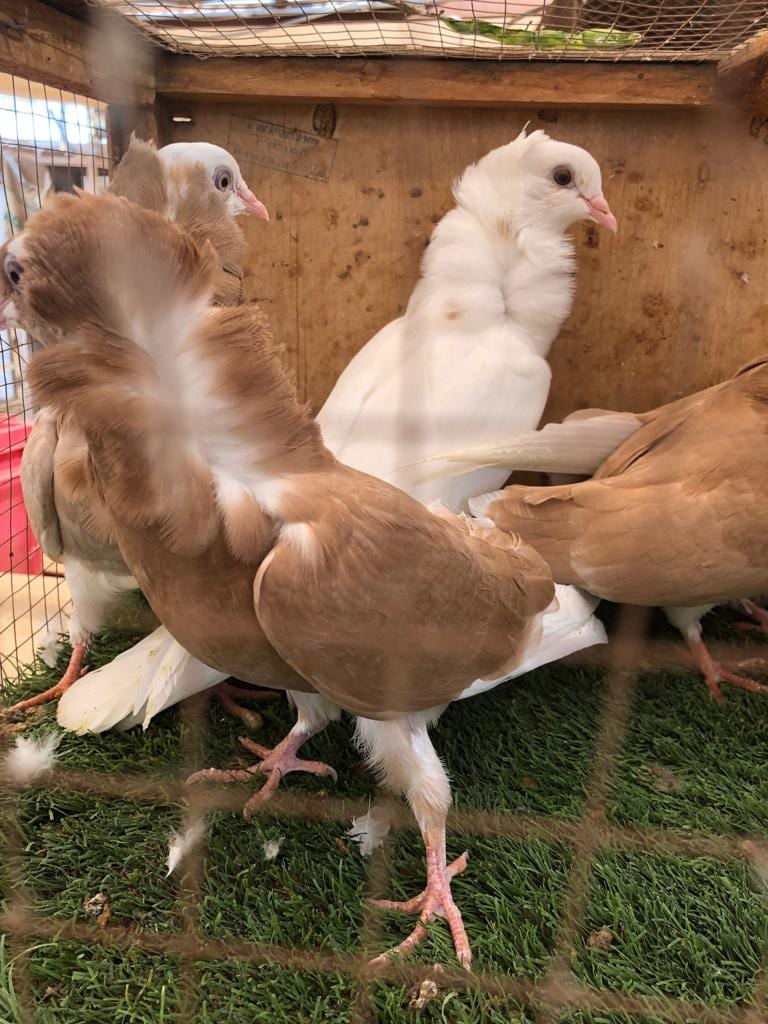 طبات بلجيكيات للبيع
لا تنسَ أنك شاهدت هذا الإعلان في عنكبوت
بسم الله الرحمن الرحيم
ما شاء الل...
