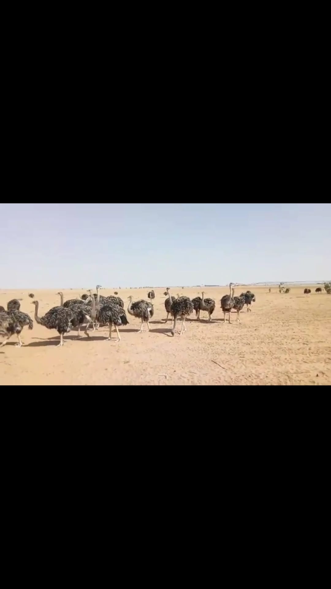 نعام إفريقي
لا تنسَ أنك شاهدت هذا الإعلان في عنكبوت
سلام عليكم ورحمة اللة وبركاته
&nbs...