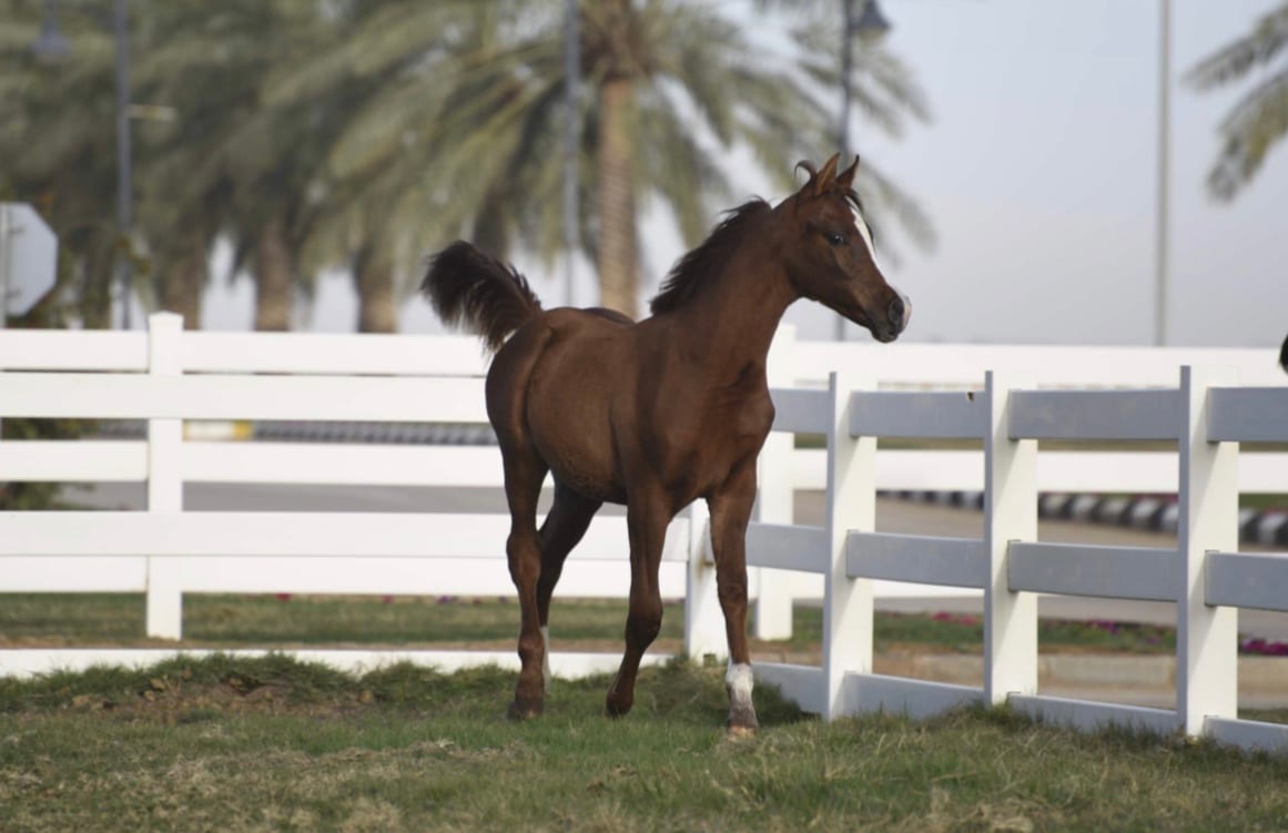 مهر شملان الخالدية
لا تنسَ أنك شاهدت هذا الإعلان في عنكبوت
جمال الخيل العربي...