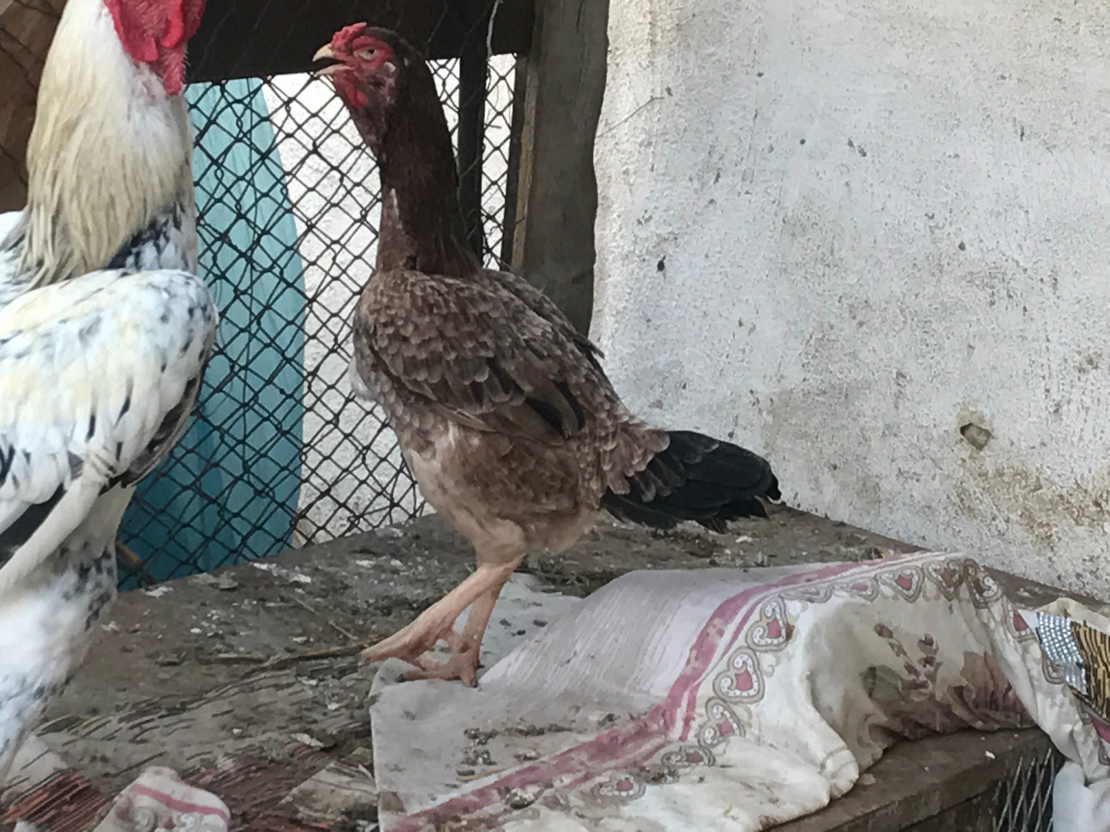 دجاج بلدي وفارسي
لا تنسَ أنك شاهدت هذا الإعلان في عنكبوت
بيع وشراء...
