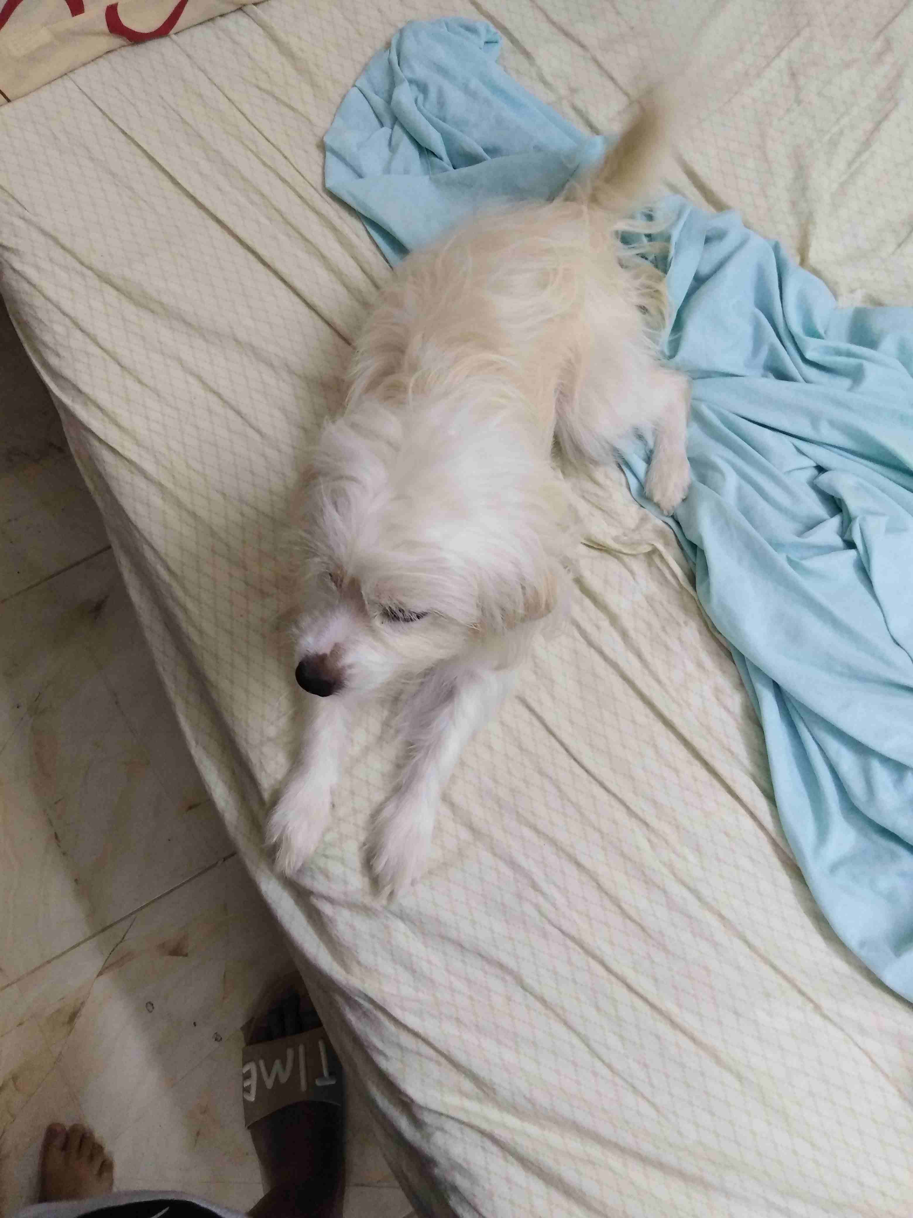 Selling dog
لا تنسَ أنك شاهدت هذا الإعلان في عنكبوت
Maltese x Japanese Spitz...