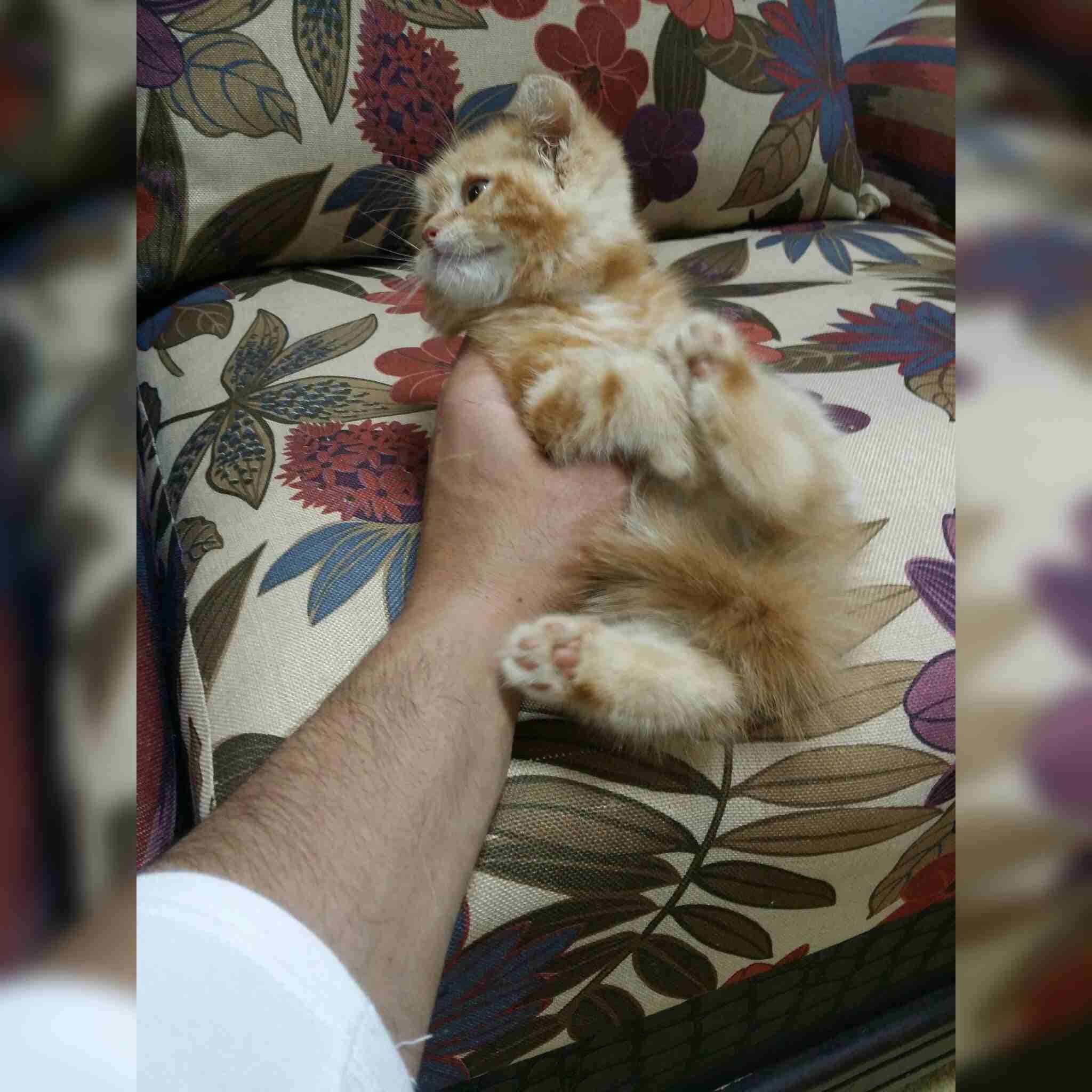 كيتت مشمشي
لا تنسَ أنك شاهدت هذا الإعلان في عنكبوت
كيتن شيرازي امريكي
العمر 50 يوم
ذكر لعوب جدا...