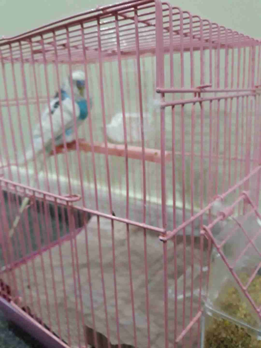 ببغاء للبيع ب الاغراض
لا تنسَ أنك شاهدت هذا الإعلان في عنكبوت
ببغاء النوع بادجي ذكر عمره تقريبا ف...