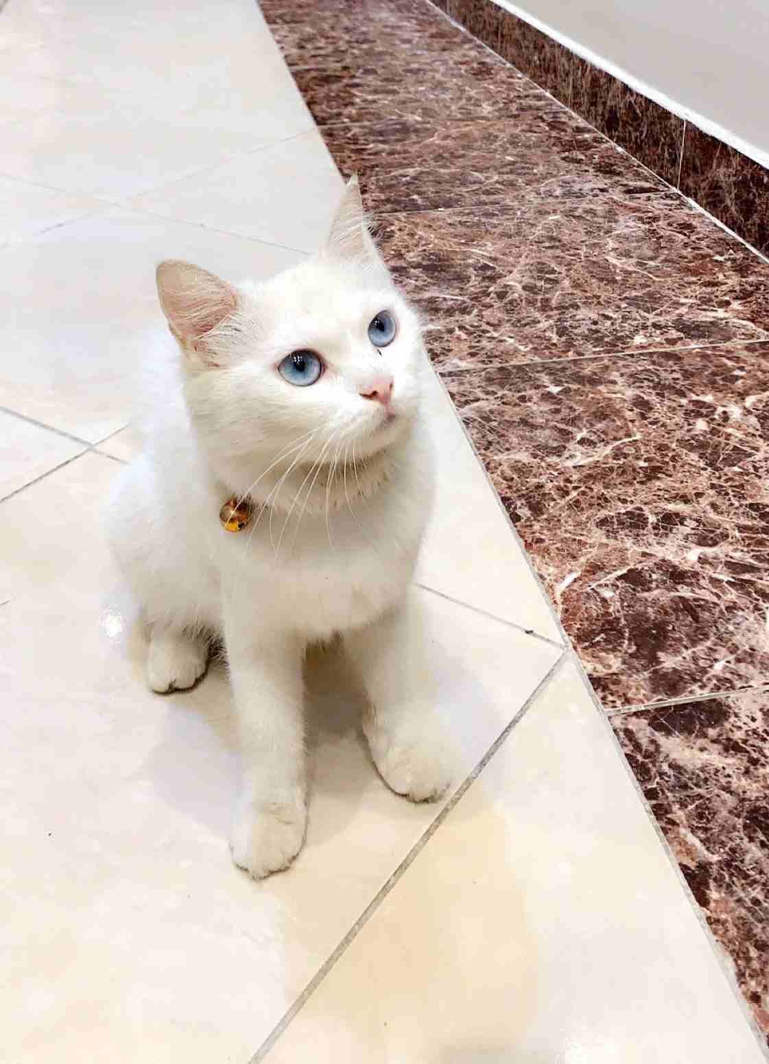 قطة شرازيه
لا تنسَ أنك شاهدت هذا الإعلان في عنكبوت
انثى عمرها سنة
ذكية جدا واليفة وصحتها ممتازة...