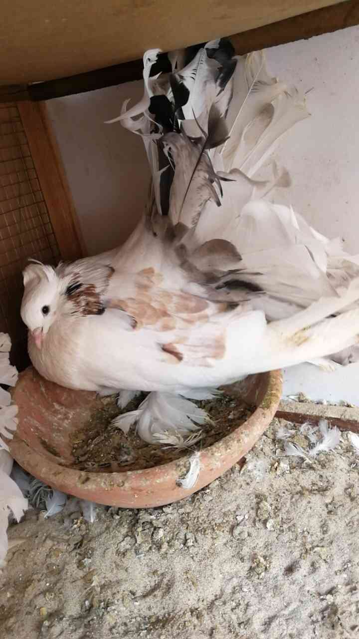 منطقة مكة المكرمة مدينة جدة
لا تنسَ أنك شاهدت هذا الإعلان في عنكبوت
حمام زينة مشكل...