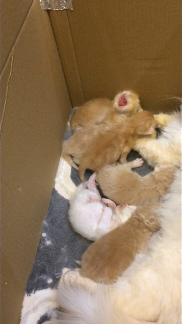 كيتنز هيمالايا بيرشن - Kittens Himalaya Perchin
لا تنسَ أنك شاهدت هذا الإعلان في عنكبوت
انتاج...