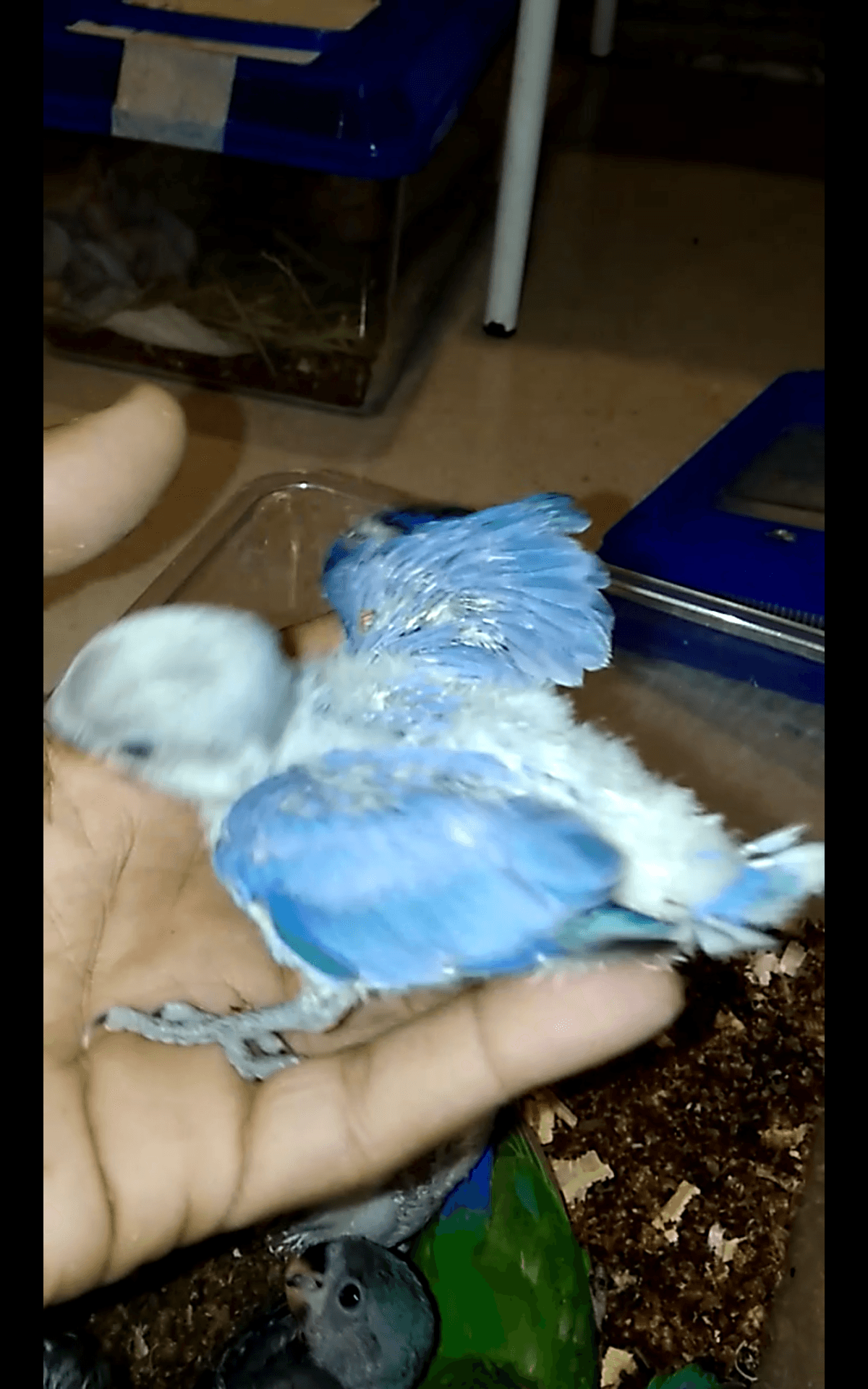 فروخ روز غر بالوان مختلفه
لا تنسَ أنك شاهدت هذا الإعلان في عنكبوت
للبيع فروخ روز اعمارهم من 2...