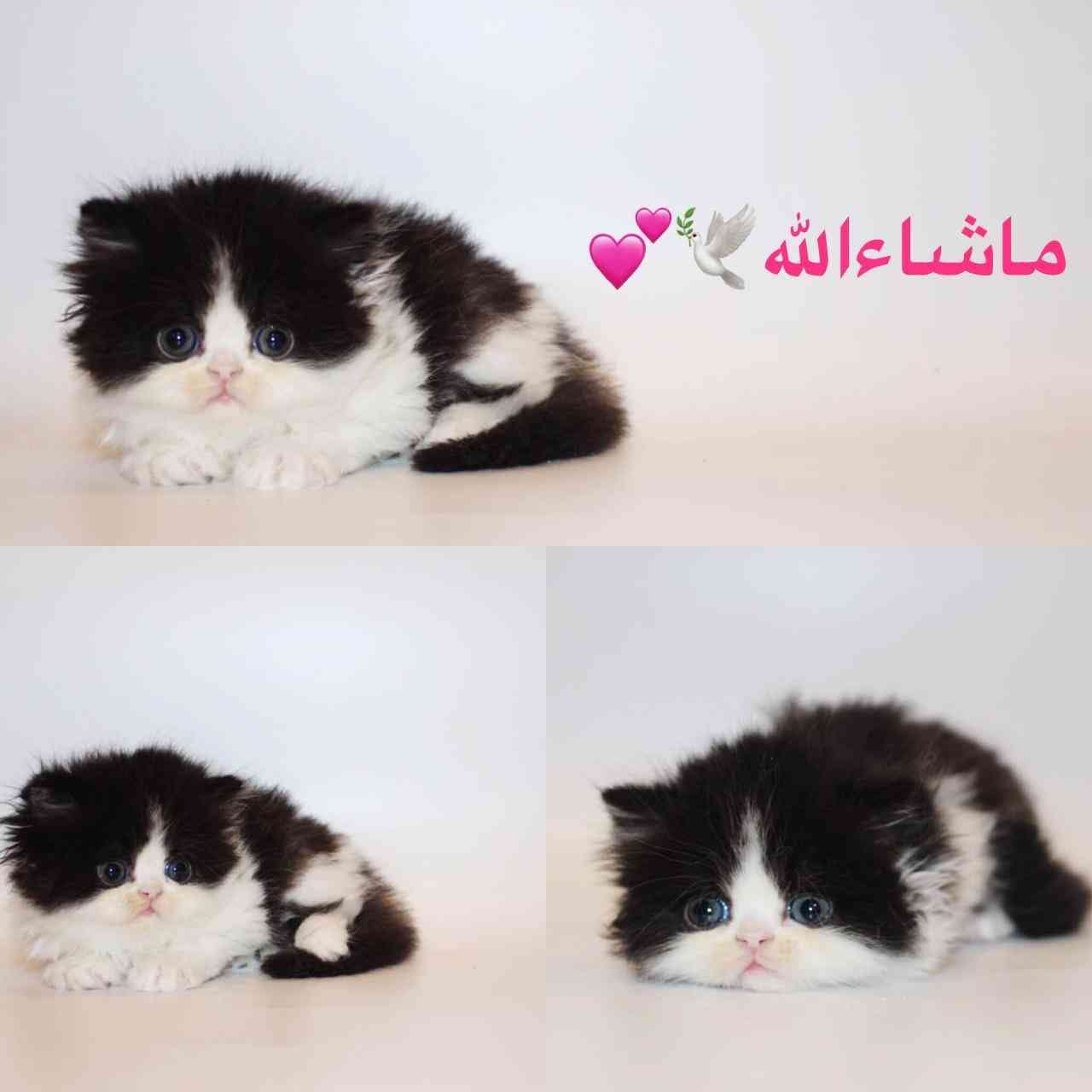 كتن بيرشن هاف بيكي
لا تنسَ أنك شاهدت هذا الإعلان في عنكبوت
*ماشاءالله تبارك الله*
.
.
بسم ال...