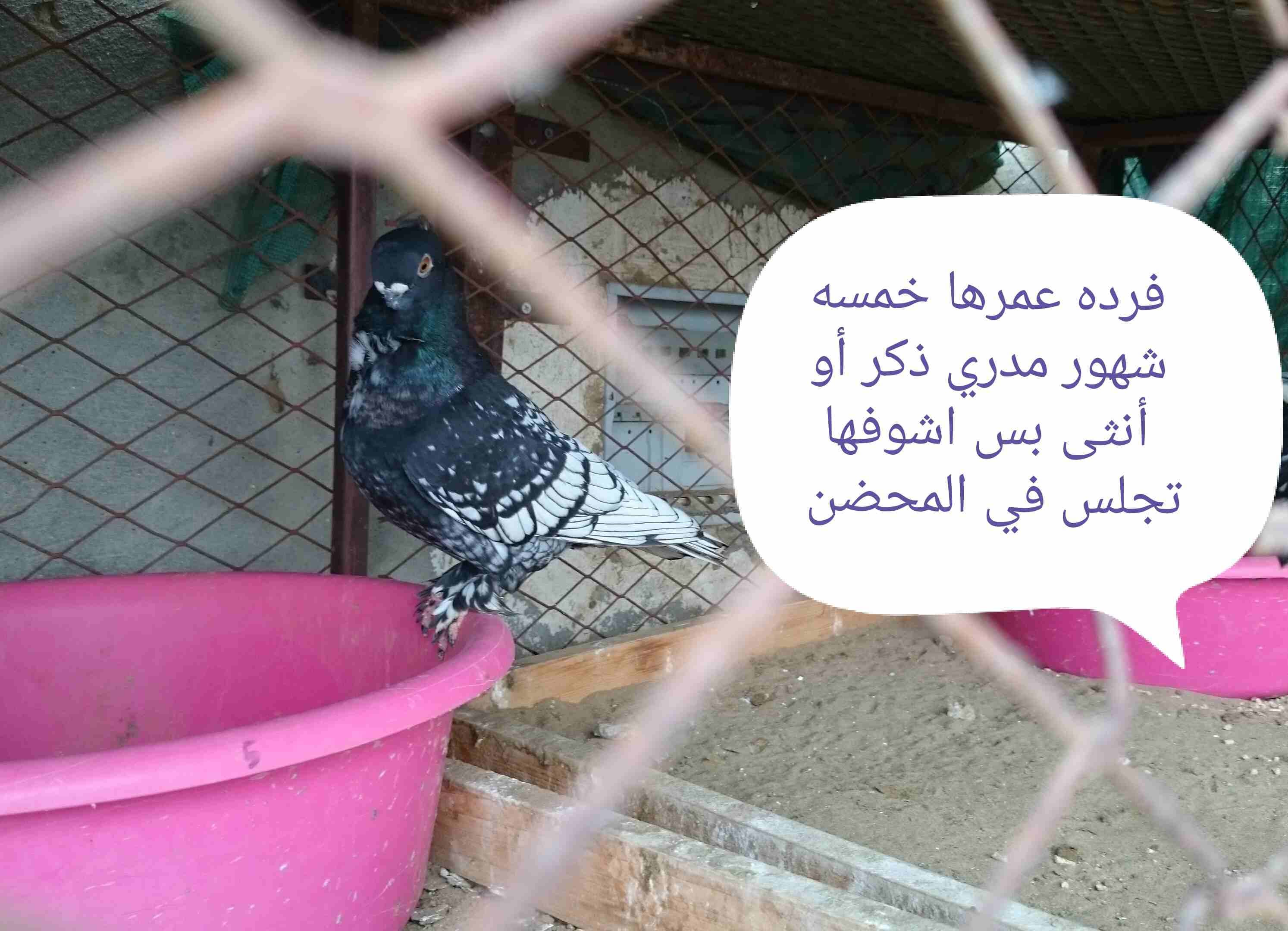 حمام فراشه
لا تنسَ أنك شاهدت هذا الإعلان في عنكبوت
حمام فراشه الحد 600...