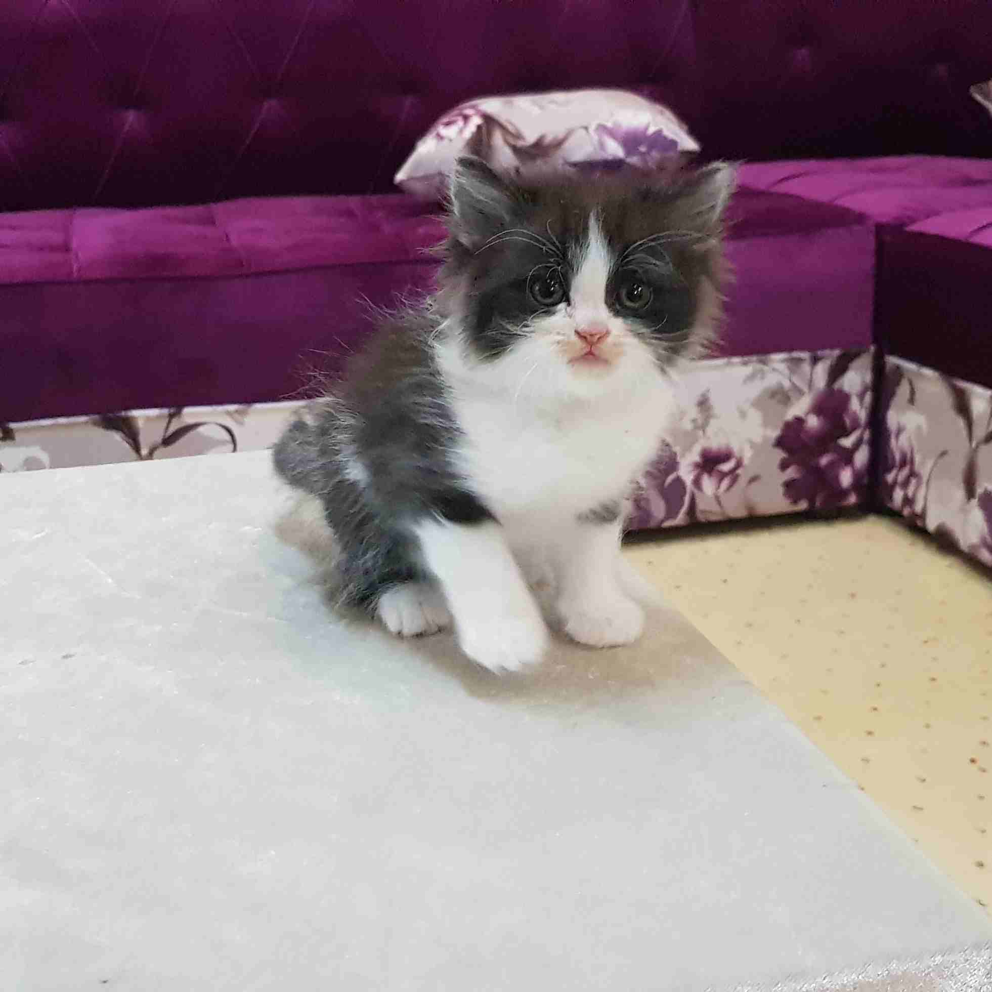 كيتن هيمالايا باندا
لا تنسَ أنك شاهدت هذا الإعلان في عنكبوت
كيتن هيمالايا هاف باندا (قزم الحجم ال...