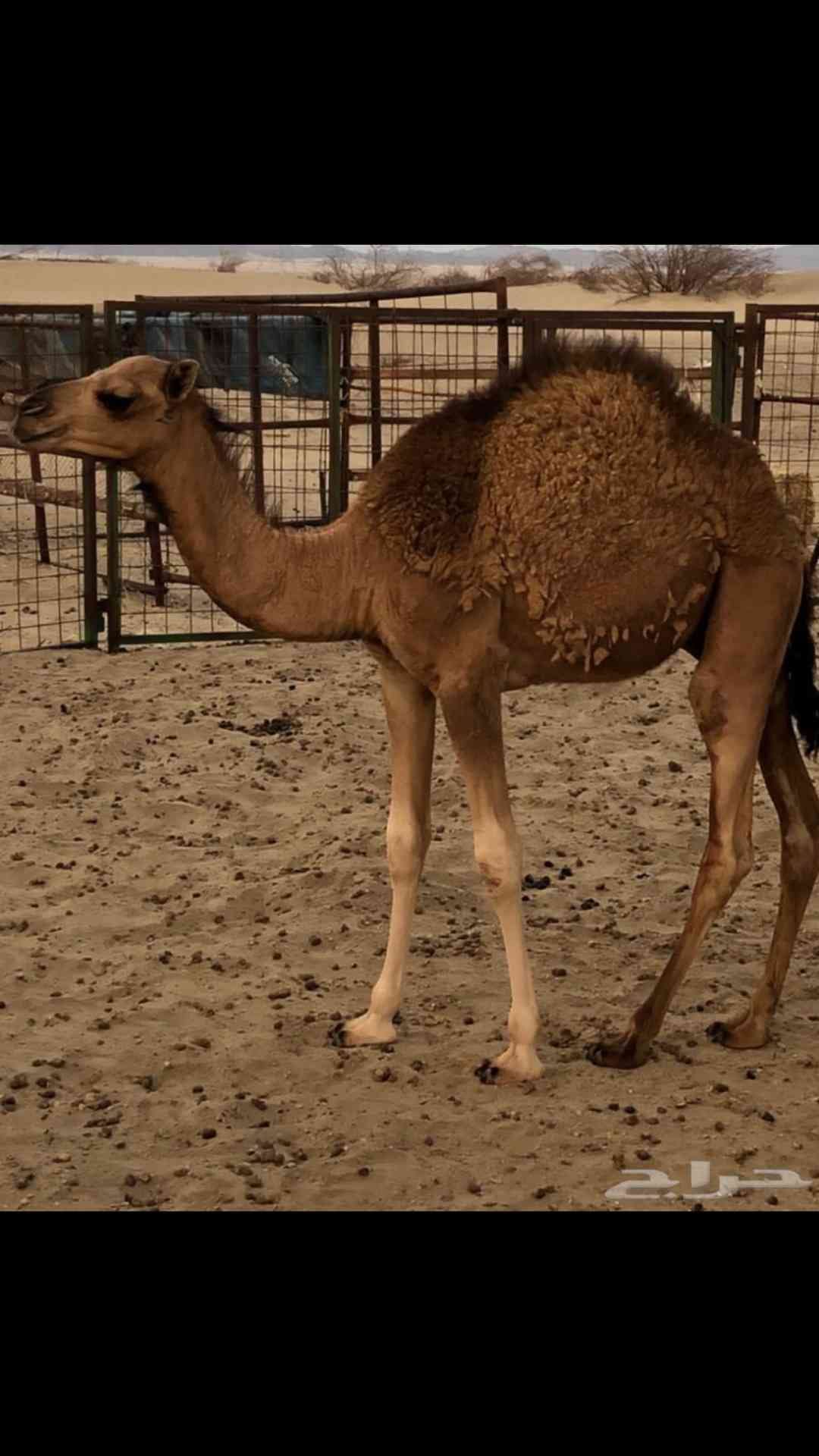ابو منيف للذبايح
لا تنسَ أنك شاهدت هذا الإعلان في عنكبوت
يوجد جميع انواع الذبايح
نعيمي بلدي...