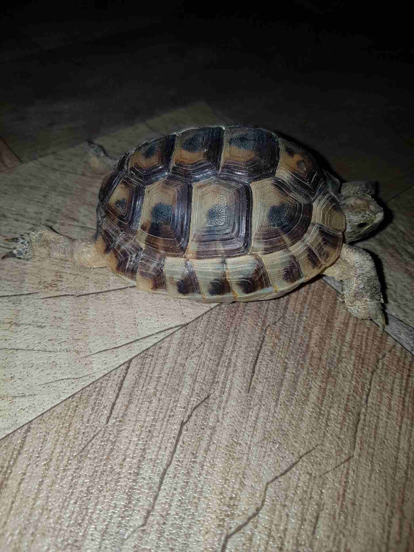 سلاحف بريه للبيع
لا تنسَ أنك شاهدت هذا الإعلان في عنكبوت
سلاحف بريه اليف للبيع...
