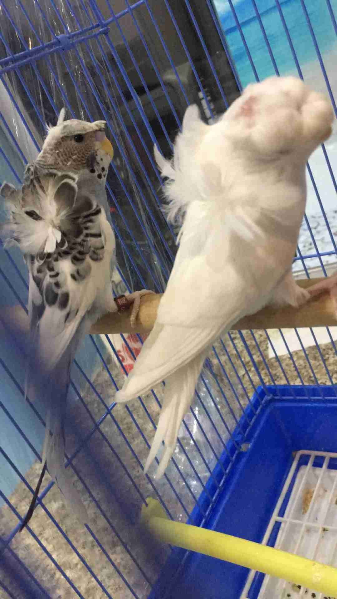 جوز بادجي هوقو
لا تنسَ أنك شاهدت هذا الإعلان في عنكبوت
جوز هوقو الذكر باندا وردتين وحرست والا...
