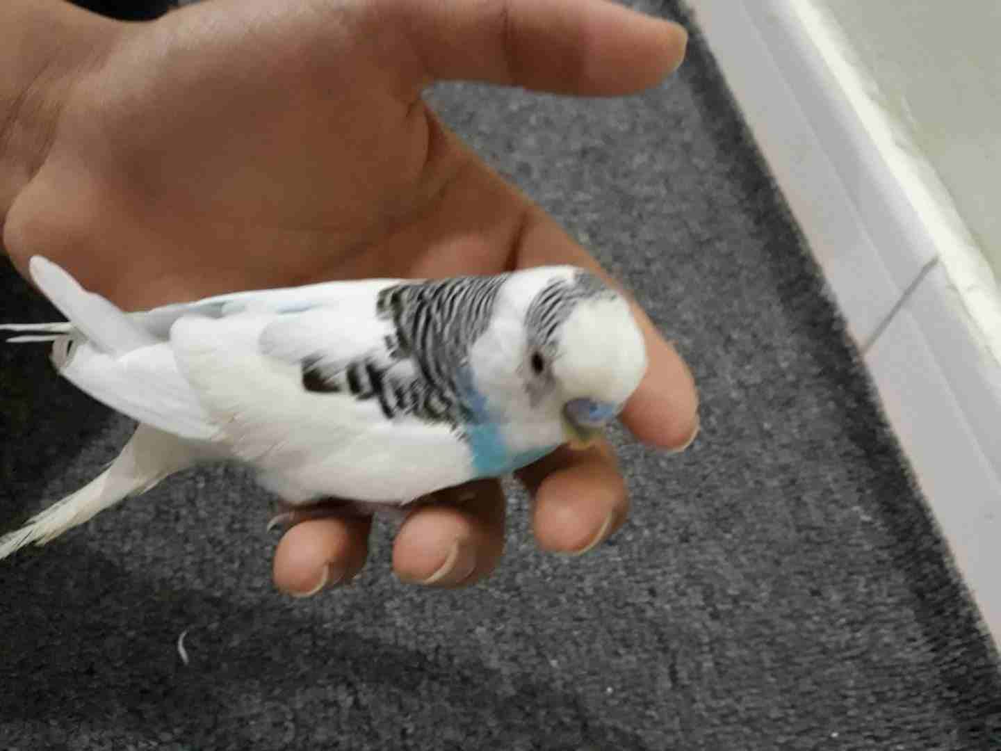 ببغاء للبيع ب الاغراض
لا تنسَ أنك شاهدت هذا الإعلان في عنكبوت
ببغاء النوع بادجي ذكر عمره تقريبا ف...