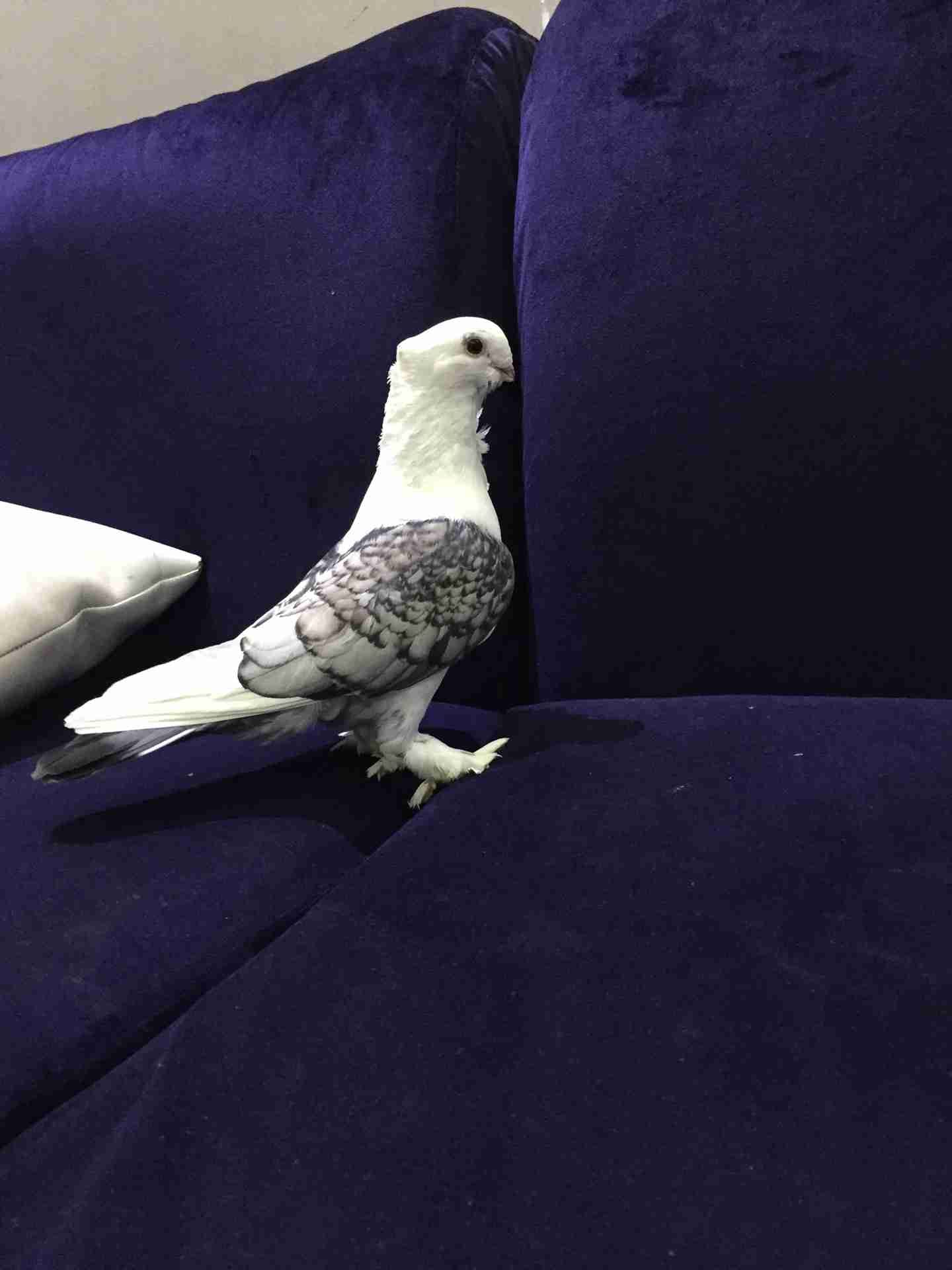 جوز حب الرمان مشاء الله
لا تنسَ أنك شاهدت هذا الإعلان في عنكبوت
جوز حب الرمان كرفته وغرره
ا...