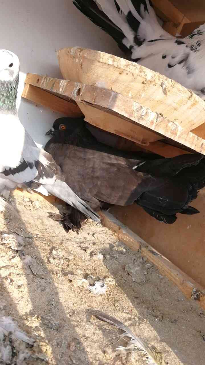 منطقة مكة المكرمة مدينة جدة
لا تنسَ أنك شاهدت هذا الإعلان في عنكبوت
حمام زينة مشكل...