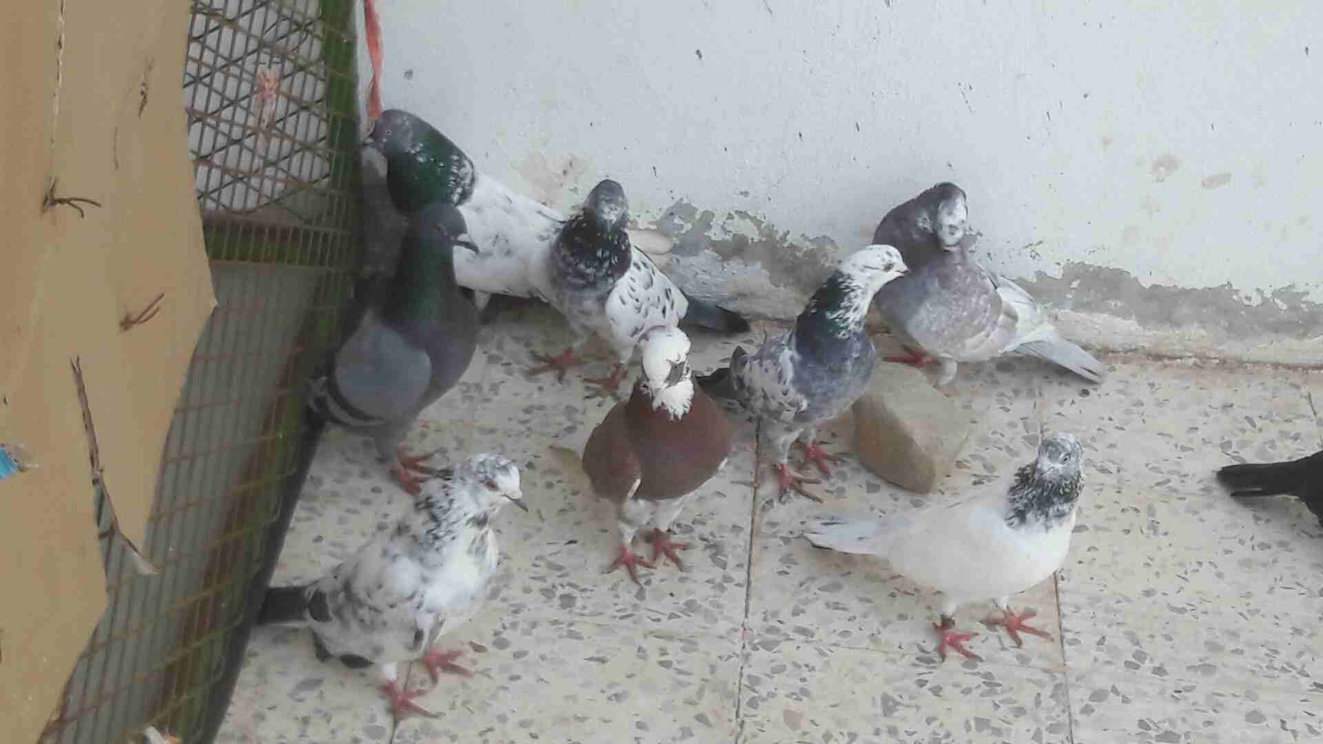 حمام نضيف
لا تنسَ أنك شاهدت هذا الإعلان في عنكبوت
حمام
رقم المعل...