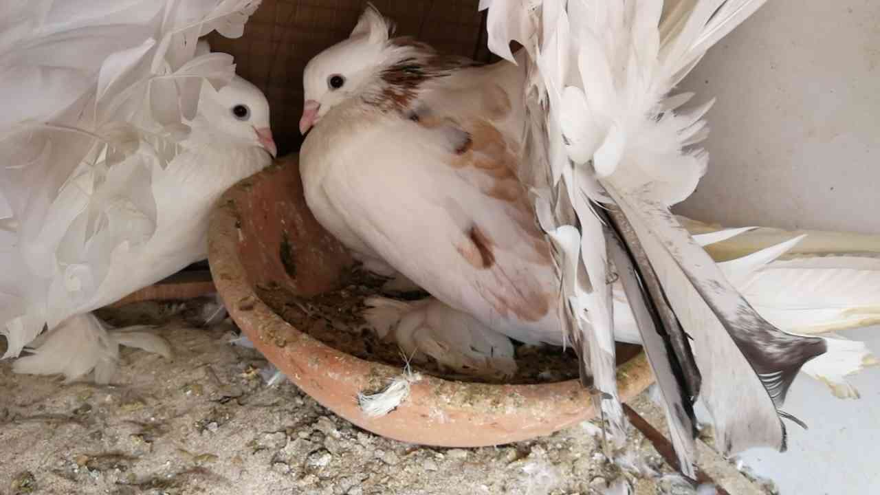 منطقة مكة المكرمة مدينة جدة
لا تنسَ أنك شاهدت هذا الإعلان في عنكبوت
حمام زينة مشكل...