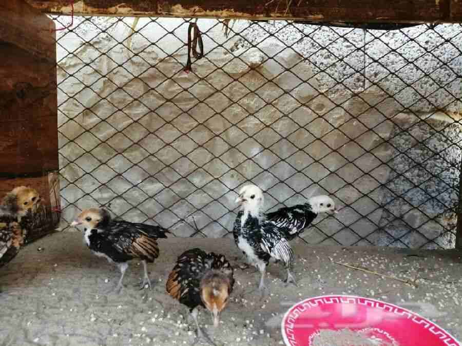 فروخ دجاج سبرايت
لا تنسَ أنك شاهدت هذا الإعلان في عنكبوت
فروخ دجاج سبرايت...