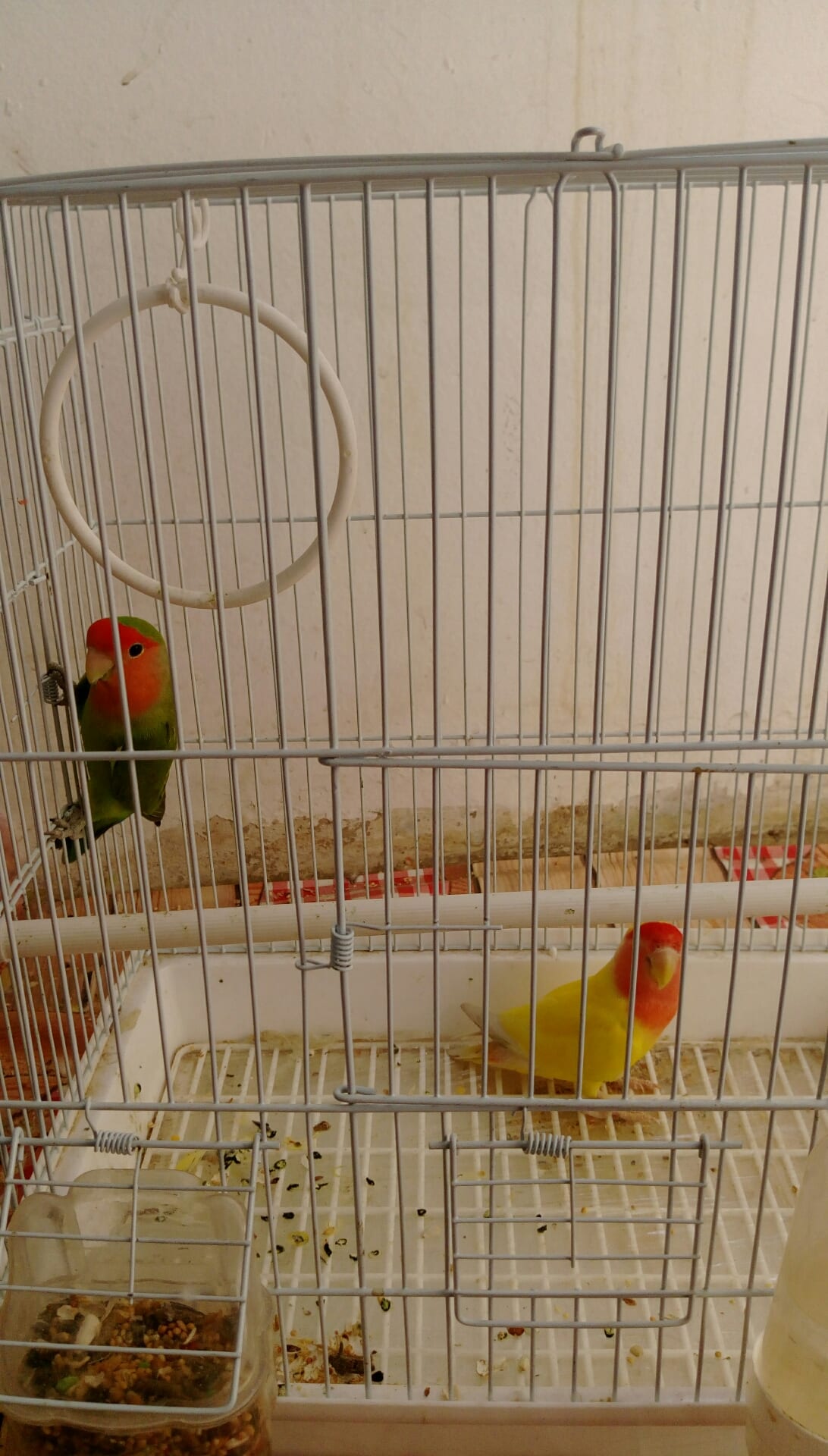 want to sell rose parrots
لا تنسَ أنك شاهدت هذا الإعلان في عنكبوت
ready to breed...