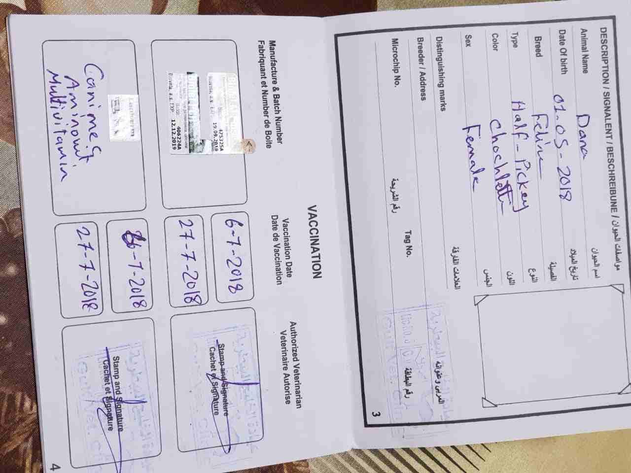 قطط هملايا شوكلت هاف بيكي فيس تقليب عااالي واخدين كل التطعيمات ومعاهم الشهاده الصحية
لا تنسَ أنك شاهدت هذا الإعلان في عنكبوت...