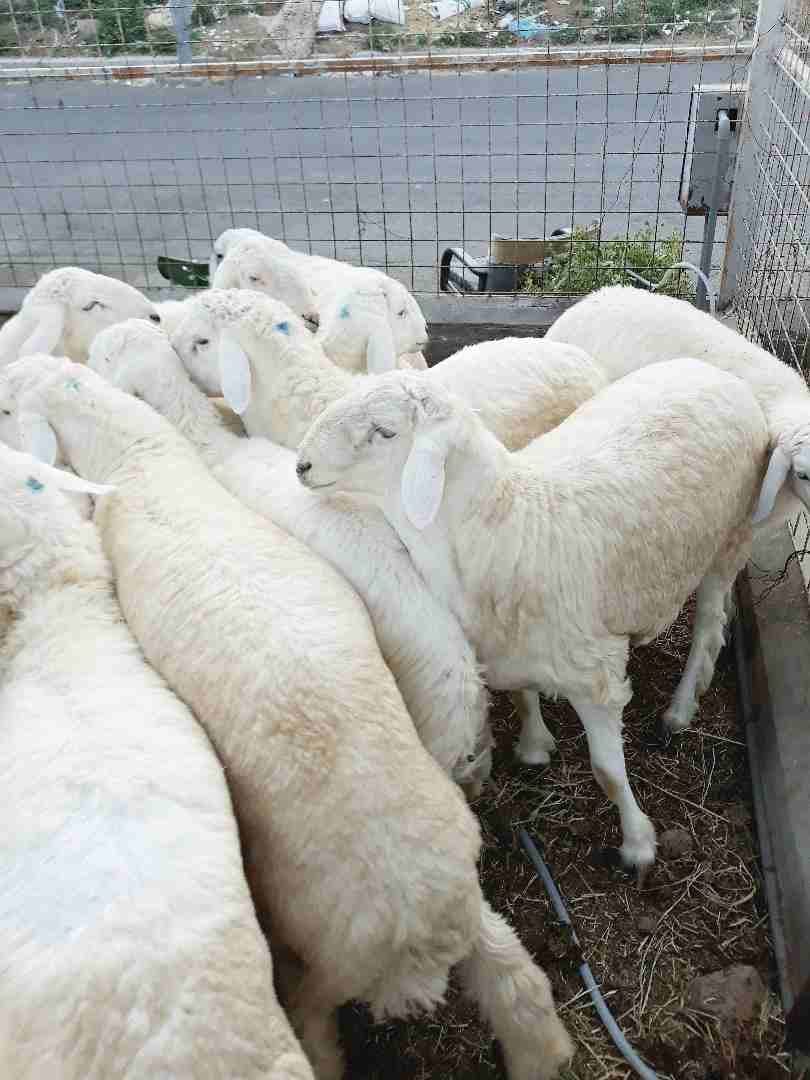 طليان حريه ذبايح جبره ووسط(ثلاجه ضيوف)
لا تنسَ أنك شاهدت هذا الإعلان في عنكبوت
بسم الله الرحمن ال...