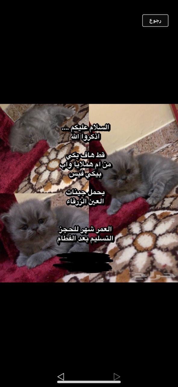 قطط هملايا
لا تنسَ أنك شاهدت هذا الإعلان في عنكبوت
قطط هملايا ذكور
العدد اثنين
البيع ب 1600...
