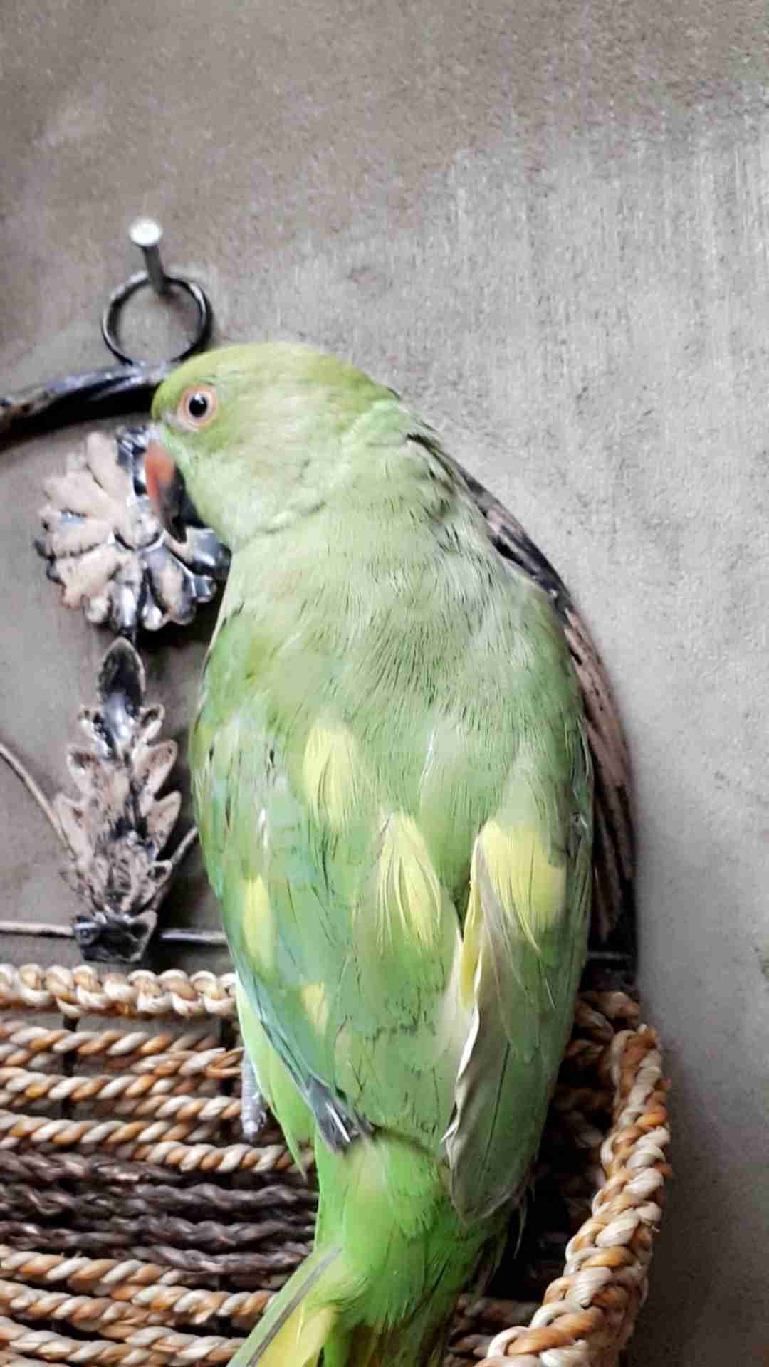 ببغاء درة طفرا للبيع
لا تنسَ أنك شاهدت هذا الإعلان في عنكبوت
ببغاء درة خضرا طفرا وليف بس عنده...