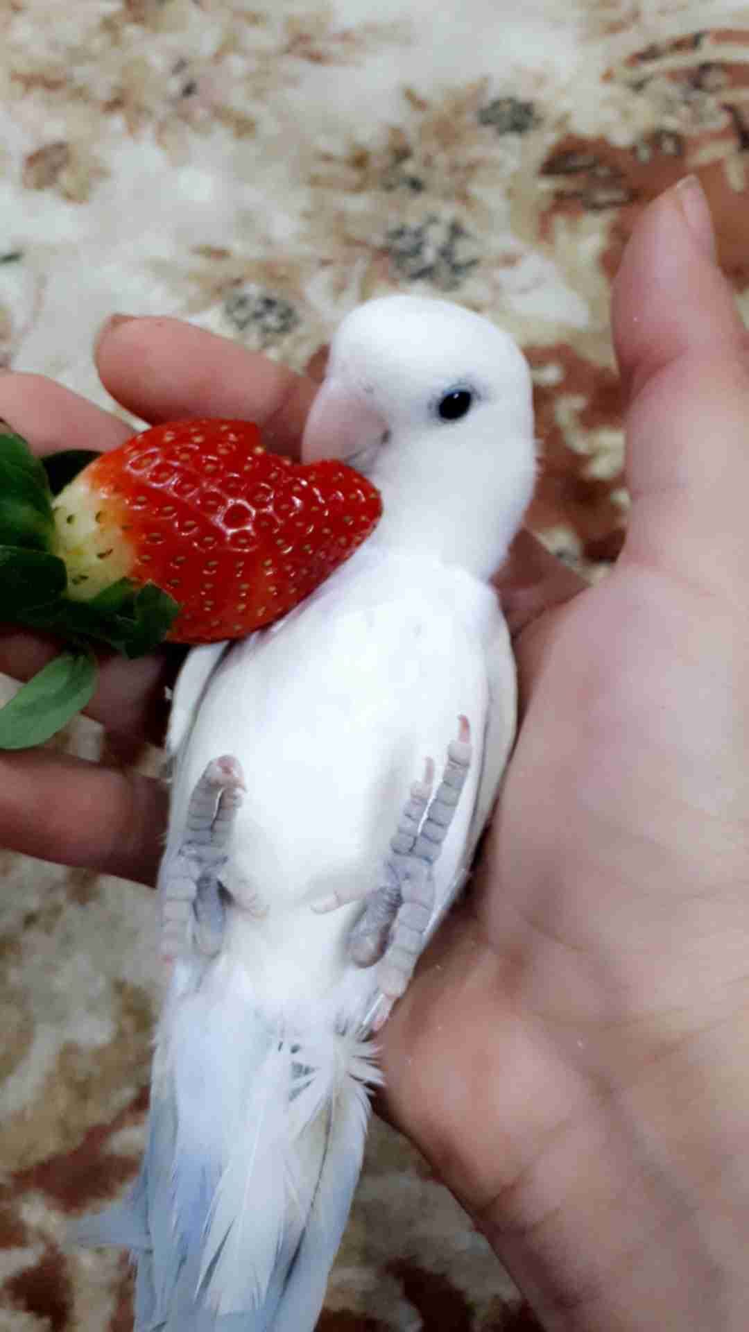 روز وليف جدا مناسب للاطفال
لا تنسَ أنك شاهدت هذا الإعلان في عنكبوت
أقدم لكم ببغاء روز وليف جد...