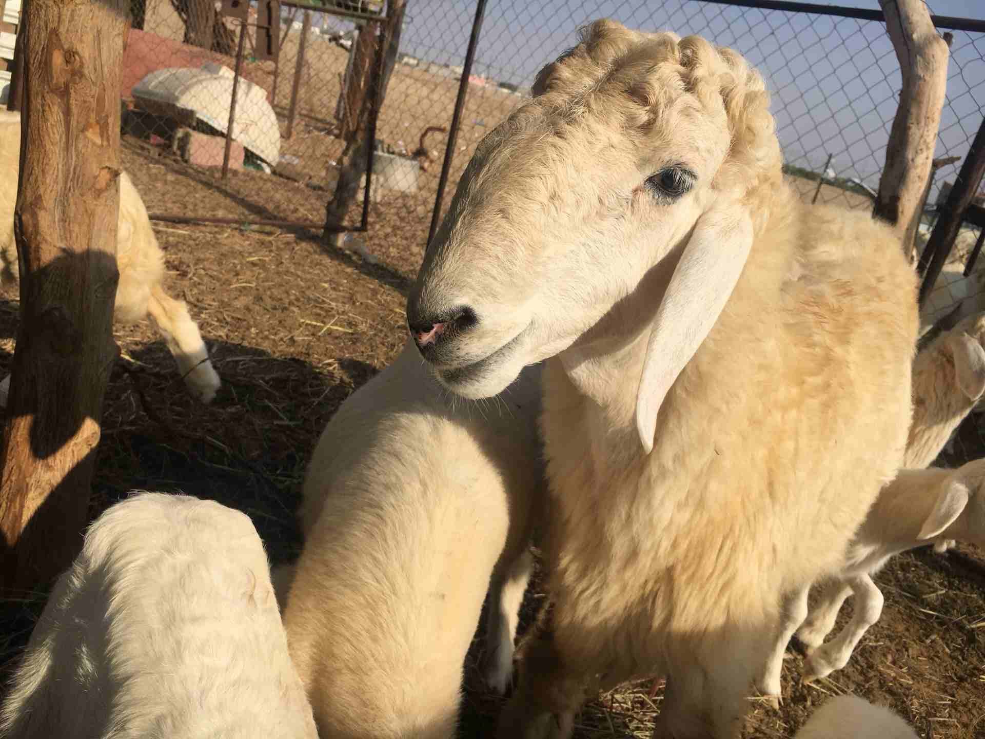 خروف للبيع فحل جدع
لا تنسَ أنك شاهدت هذا الإعلان في عنكبوت
خروف فحل السن جذع مزيون...