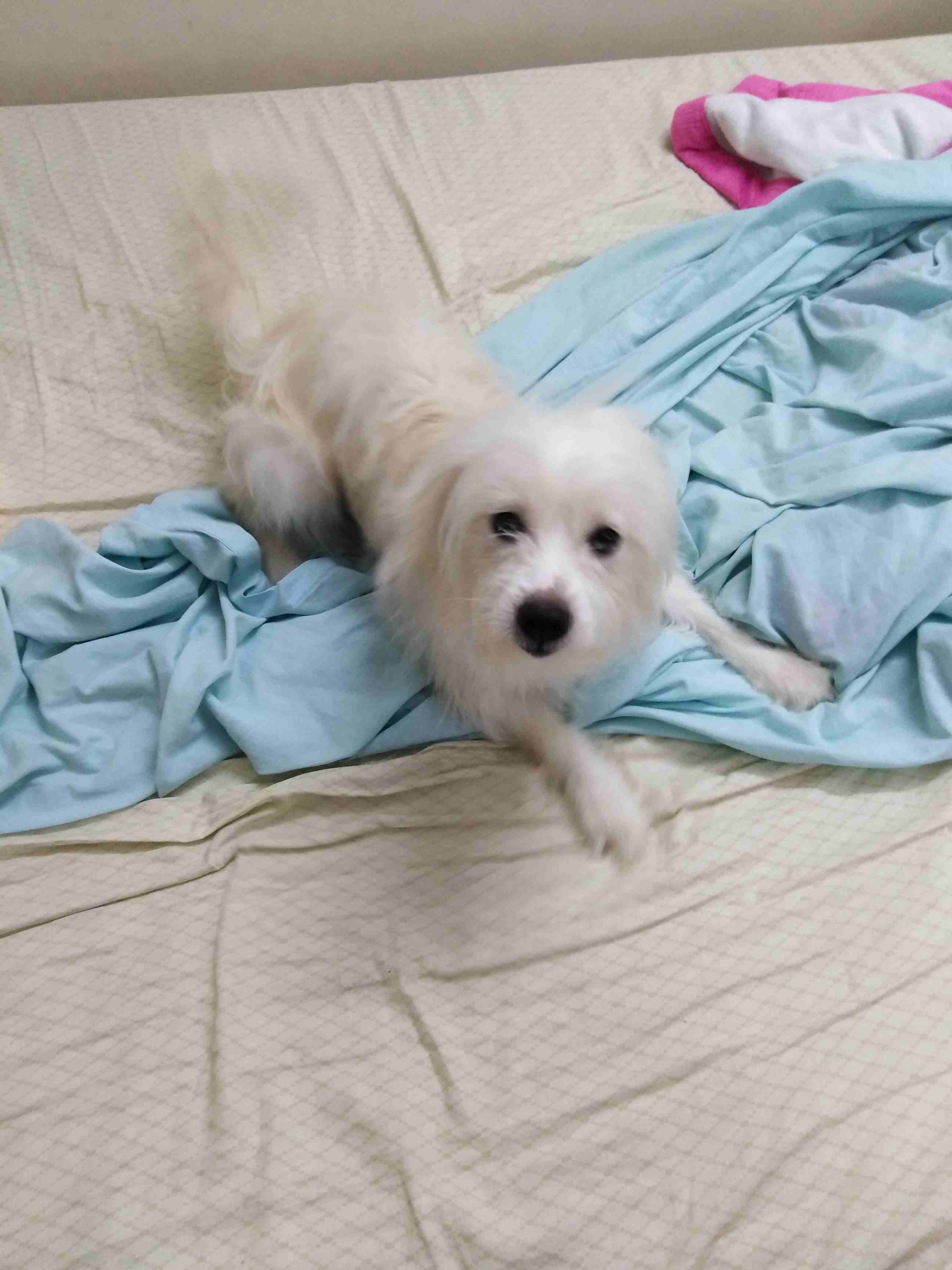 Selling dog
لا تنسَ أنك شاهدت هذا الإعلان في عنكبوت
Maltese x Japanese Spitz...