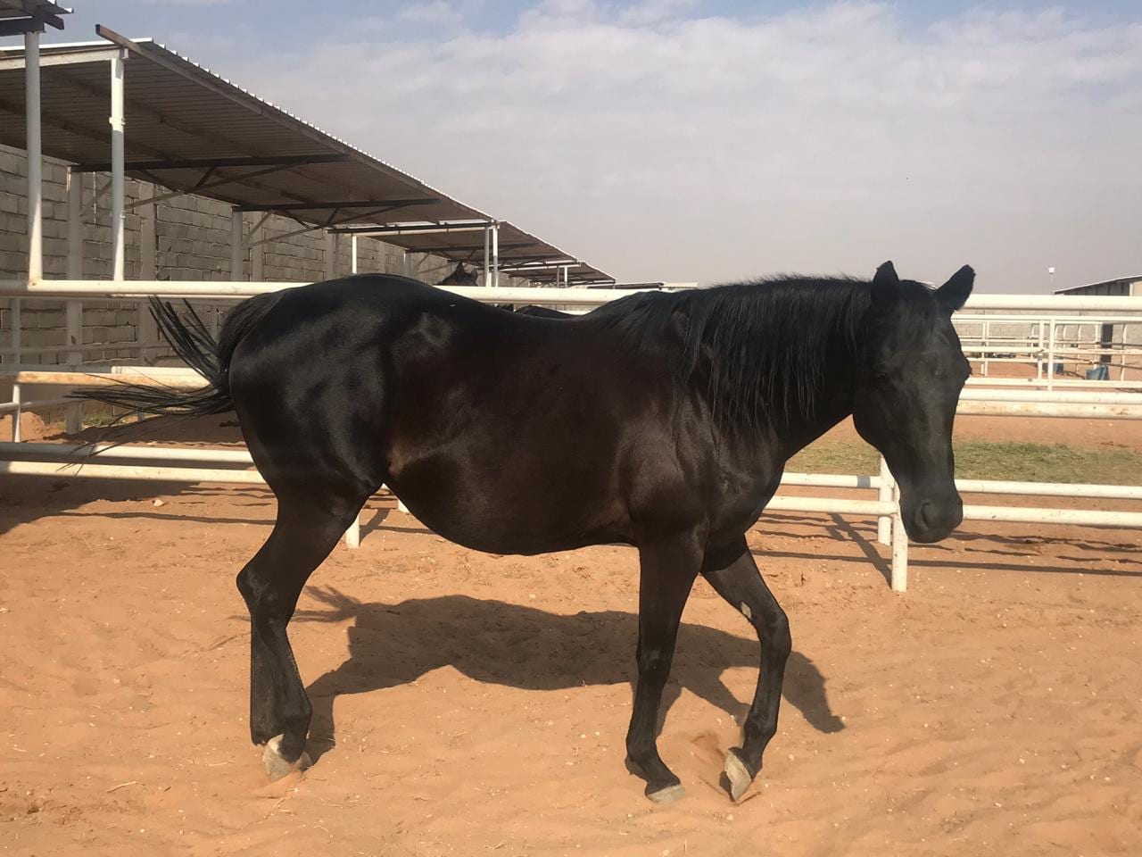 فرس للبي
لا تنسَ أنك شاهدت هذا الإعلان في عنكبوت
للبيع فرس دهما القحة من خيل الأمير سلطان بن...