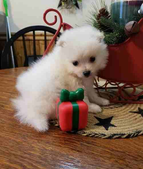 White Pomeranian puppies Looking for good home
لا تنسَ أنك شاهدت هذا الإعلان في عنكبوت
1 female a...