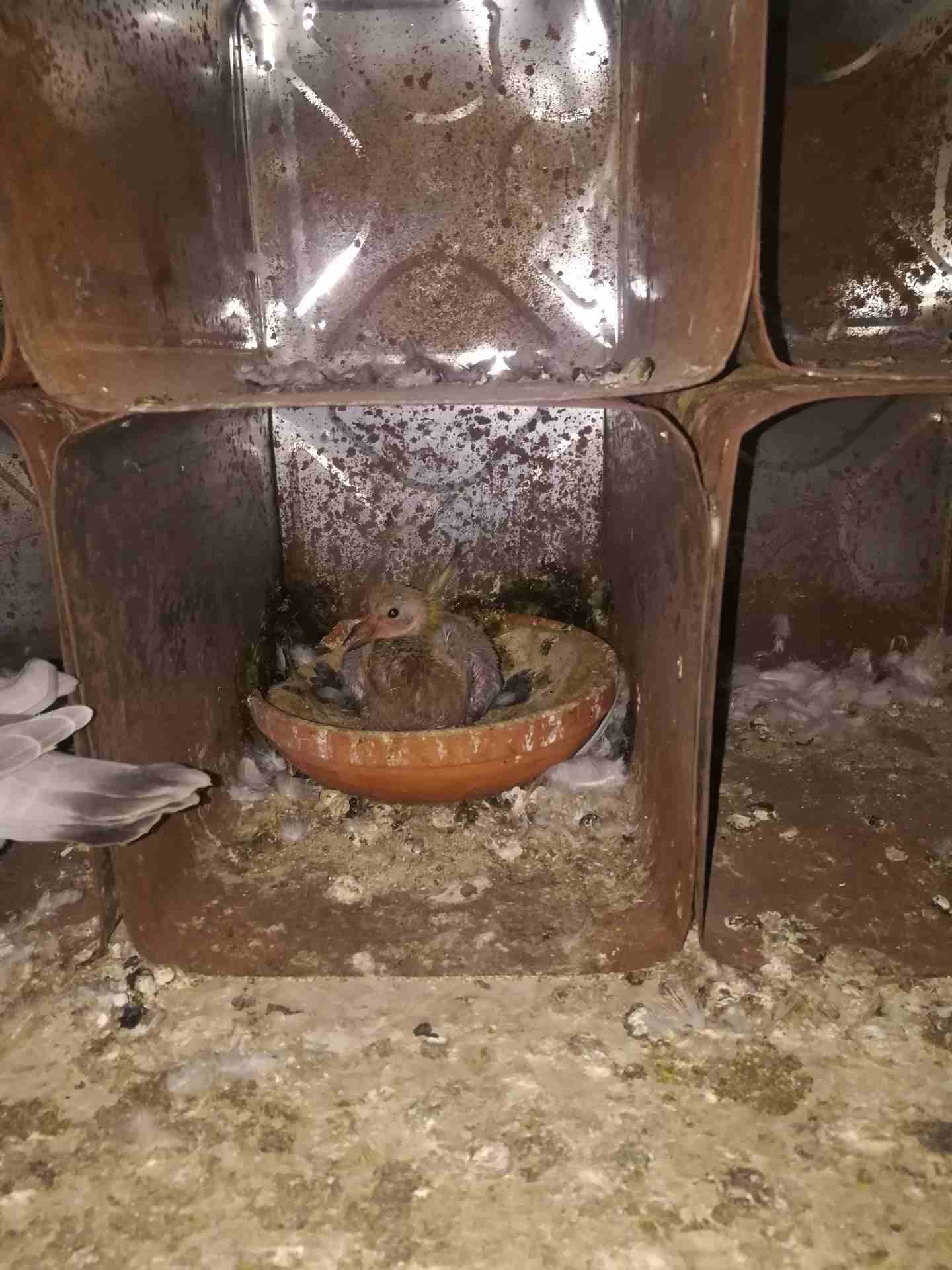 تلدمام حي الفيحا
لا تنسَ أنك شاهدت هذا الإعلان في عنكبوت
حمام زينه 5 ازواج و فرخين...
