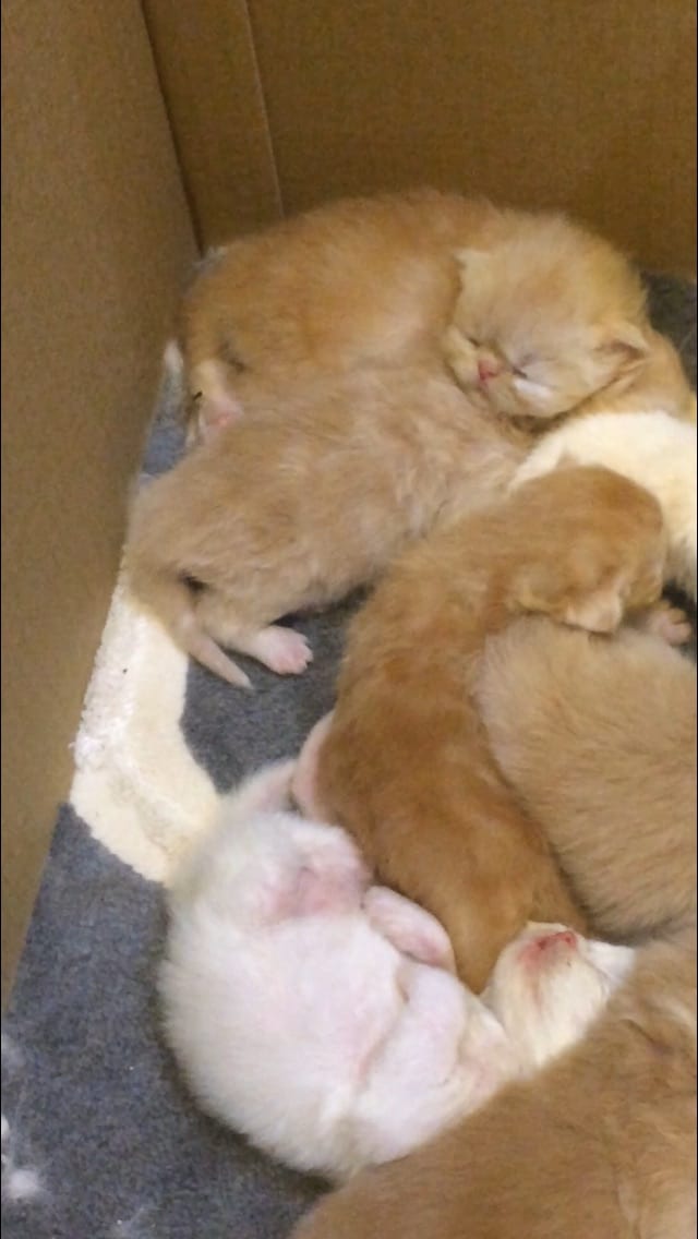 كيتنز هيمالايا بيرشن - Kittens Himalaya Perchin
لا تنسَ أنك شاهدت هذا الإعلان في عنكبوت
انتاج...